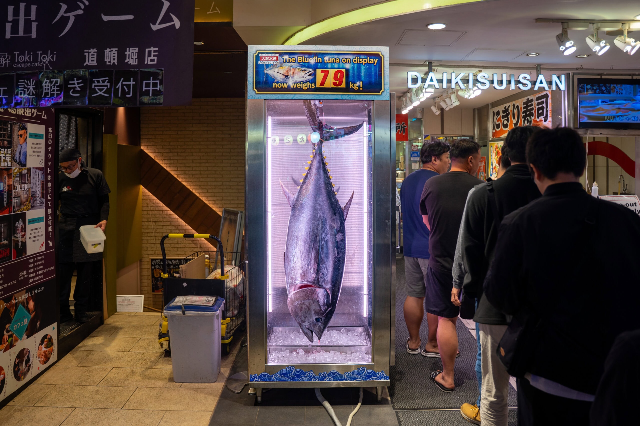 A large bluefin tuna on display in Dotonburi. The sign says it weighs 79 kg