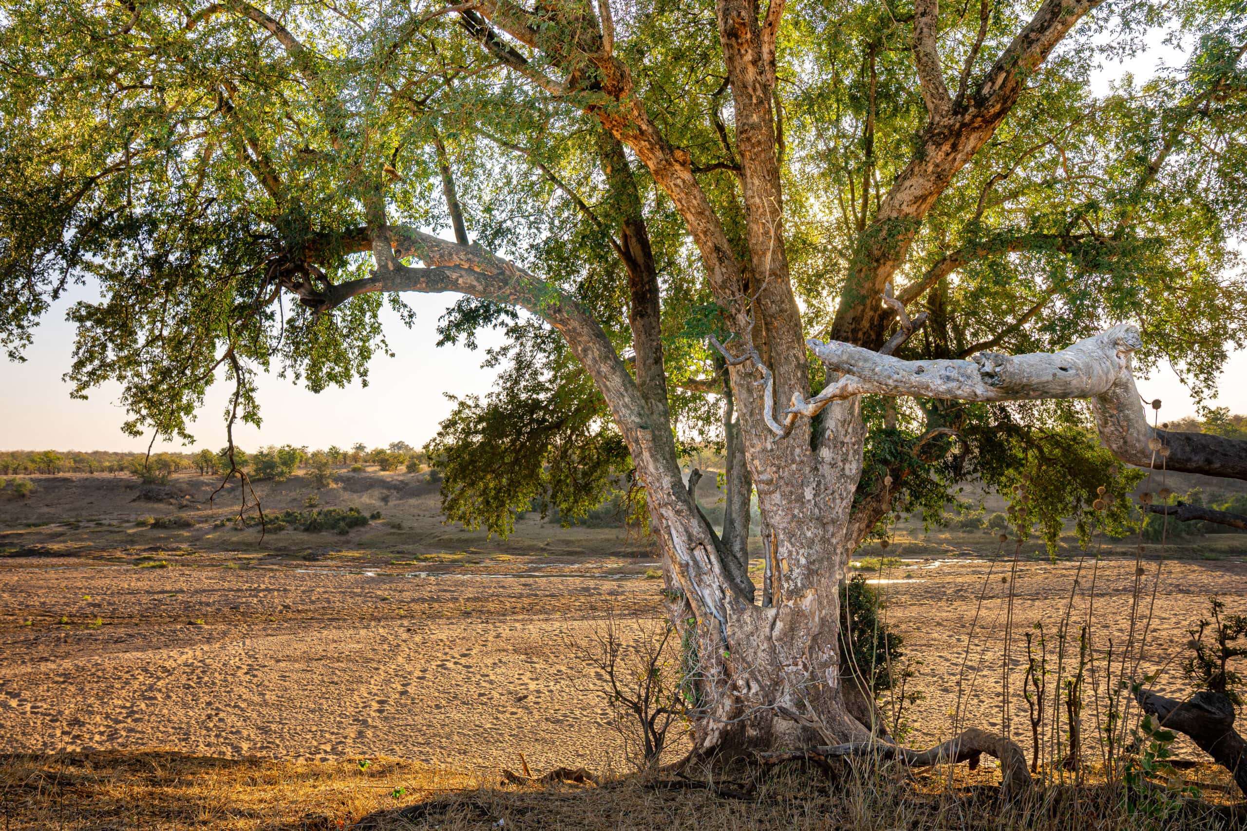 Large tree with the dry Singwedzi Riverbed behind it. Kanniedood Loop  (S50) near Shingwedzi