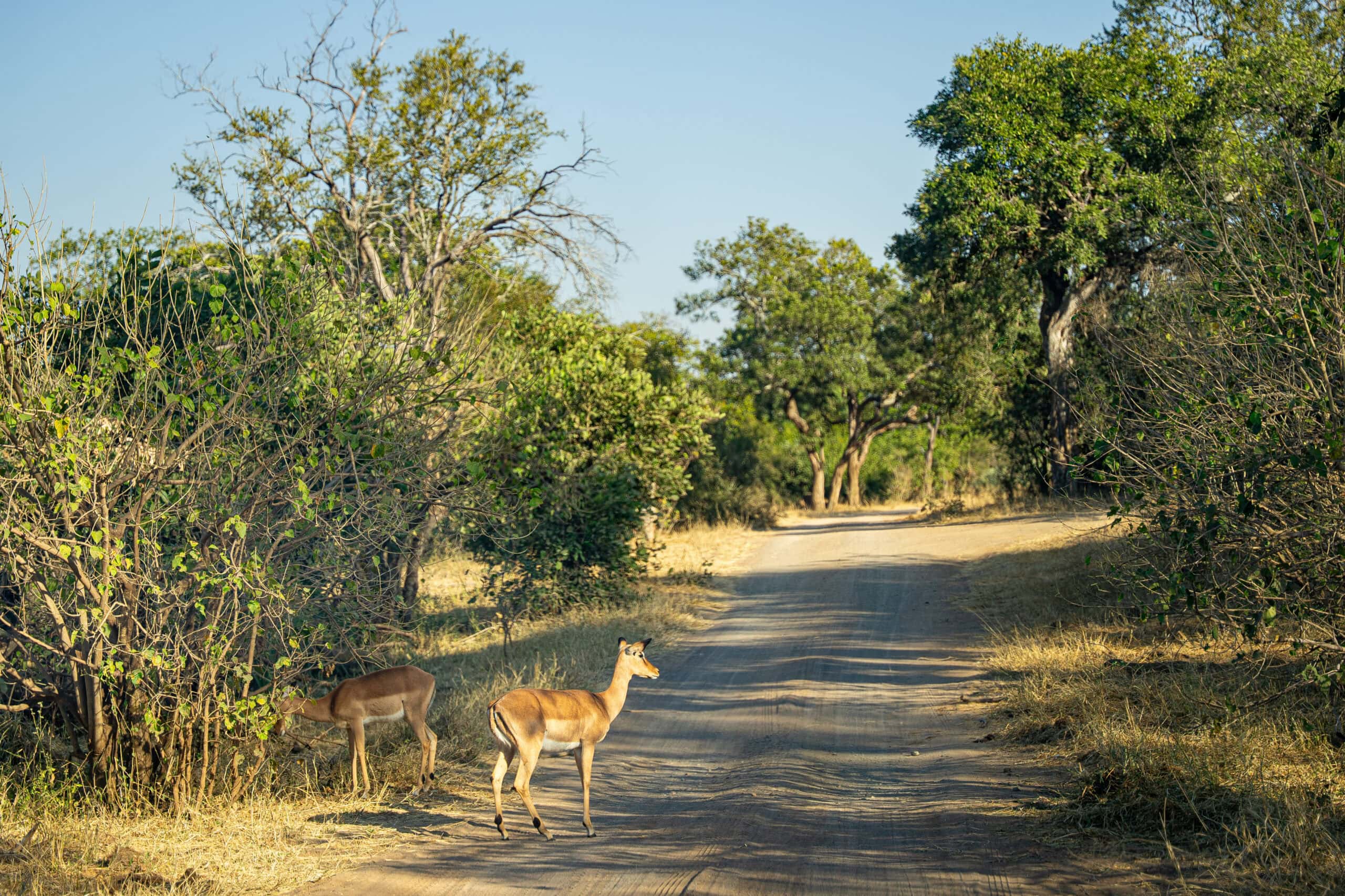 Best game drives near Shingwedzi: Kanniedood Loop road