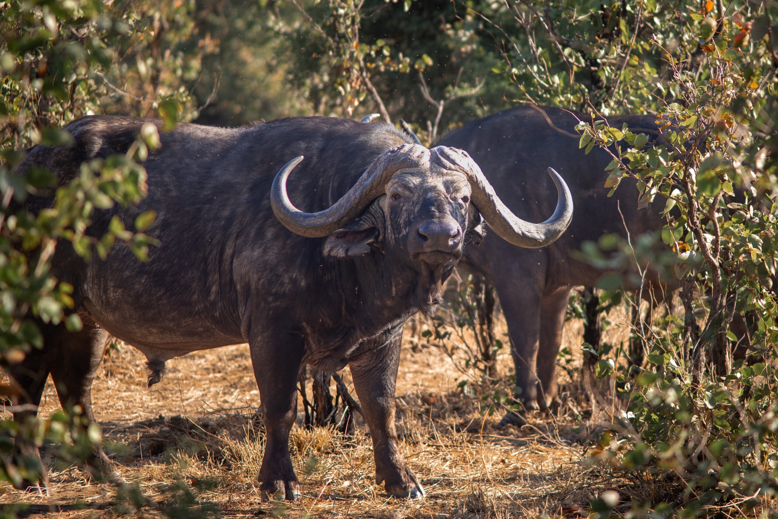 Buffaloes seen on the S50 Kanniedood Loop near Shingwedzi, Kruger