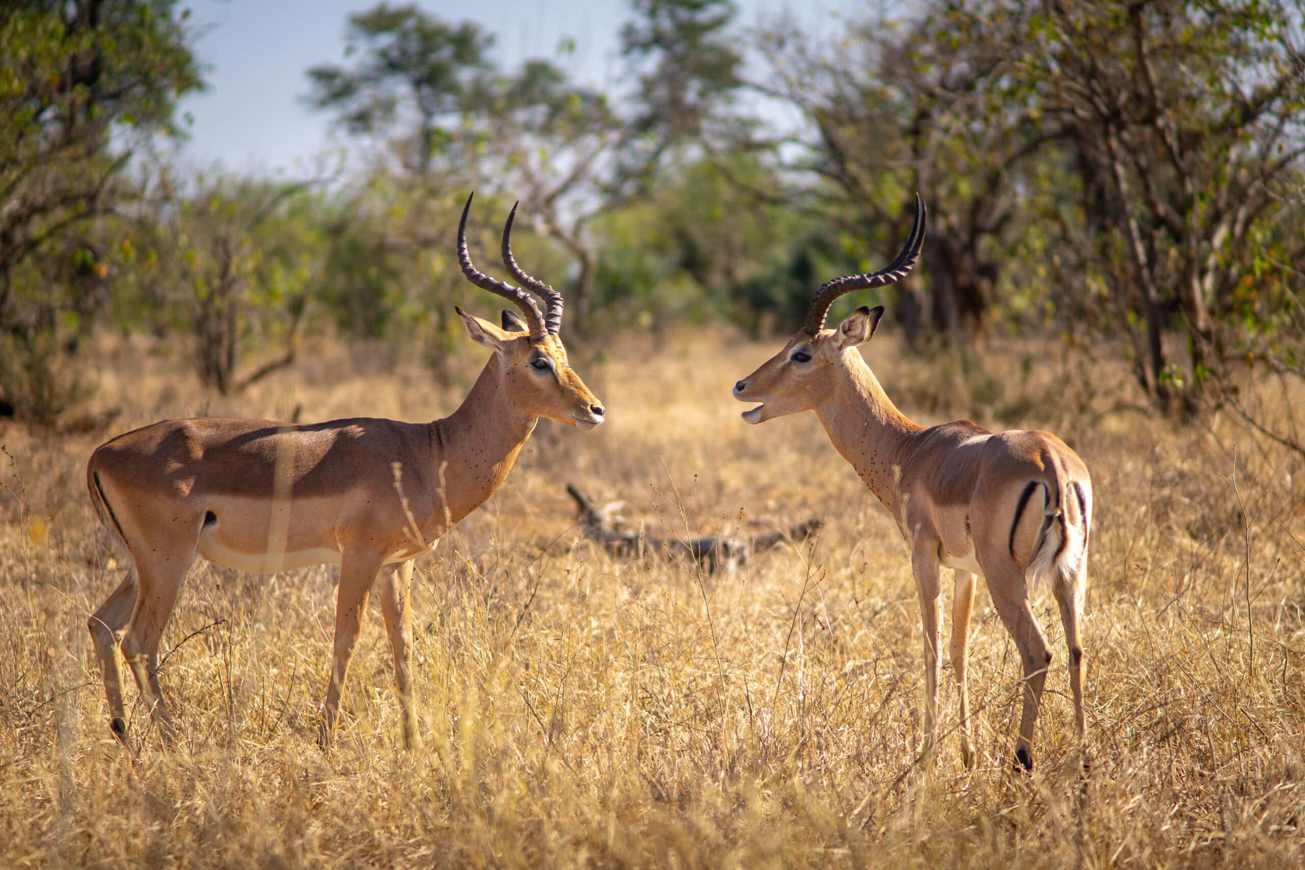 Two impala rams seen seen Shingwedzi on a self-drive game drive