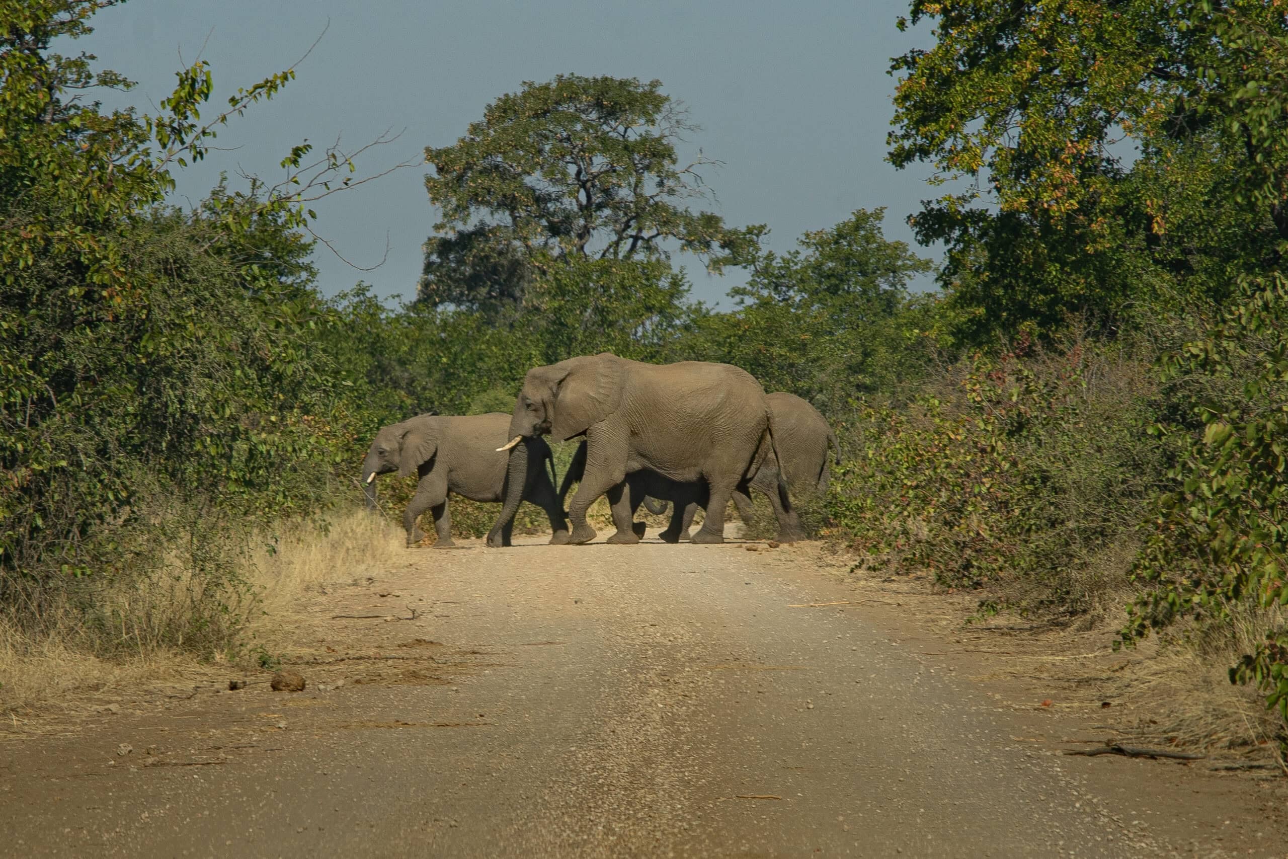 an elephant herd crosses the road in Northern Kruger Park, South Africa
