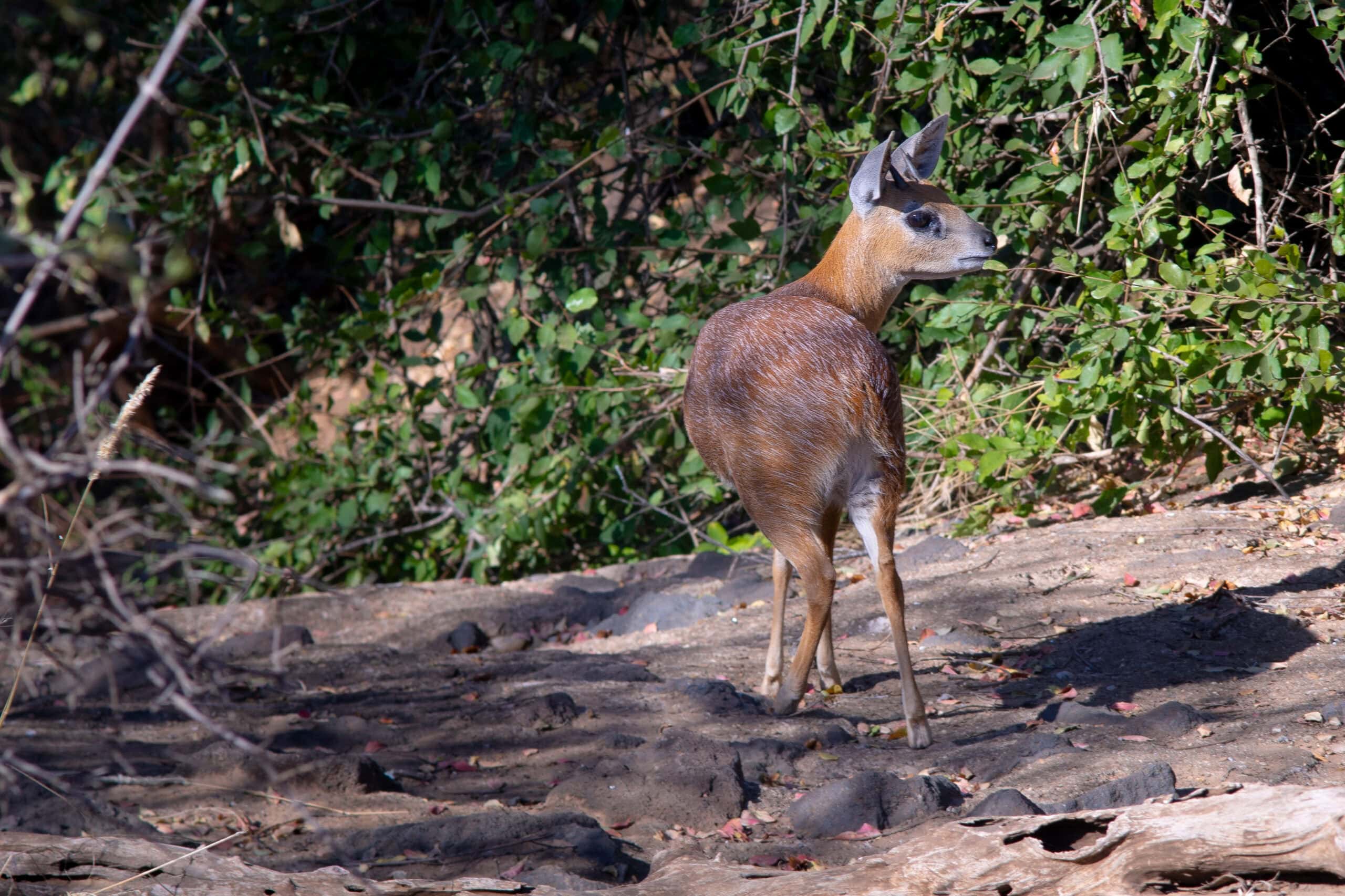 Sharpe's Grysbok, seen on the Red Rocks Loop (S52) near Shingwedzi