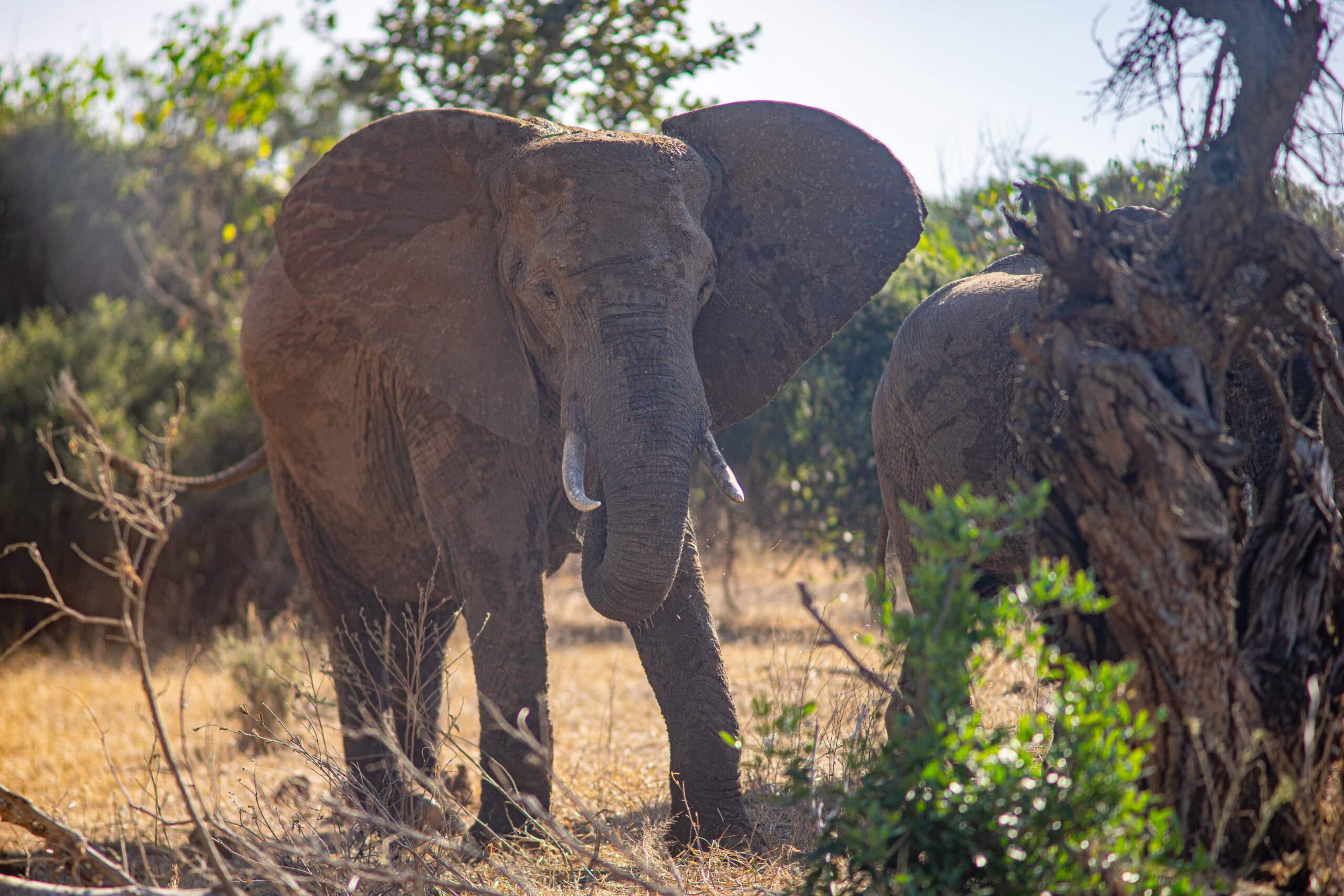 Shingwedzi’s Best Game Drives: Elephants on the Red Rocks loop