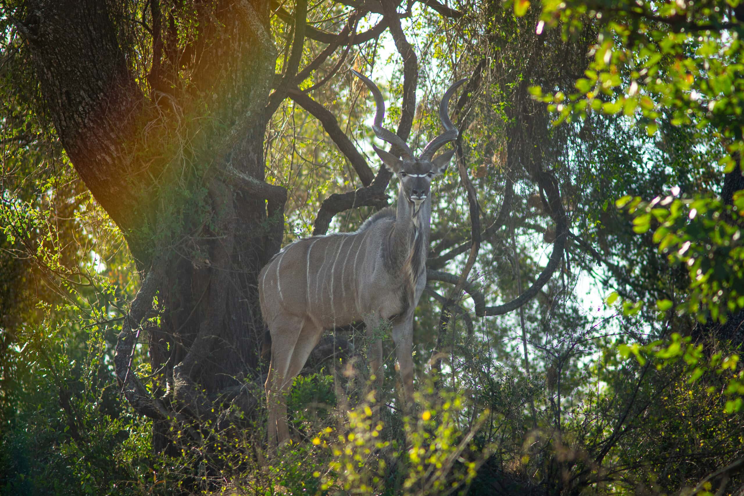 A male kudu seen on my game drive along the Red Rocks Loop (S52)