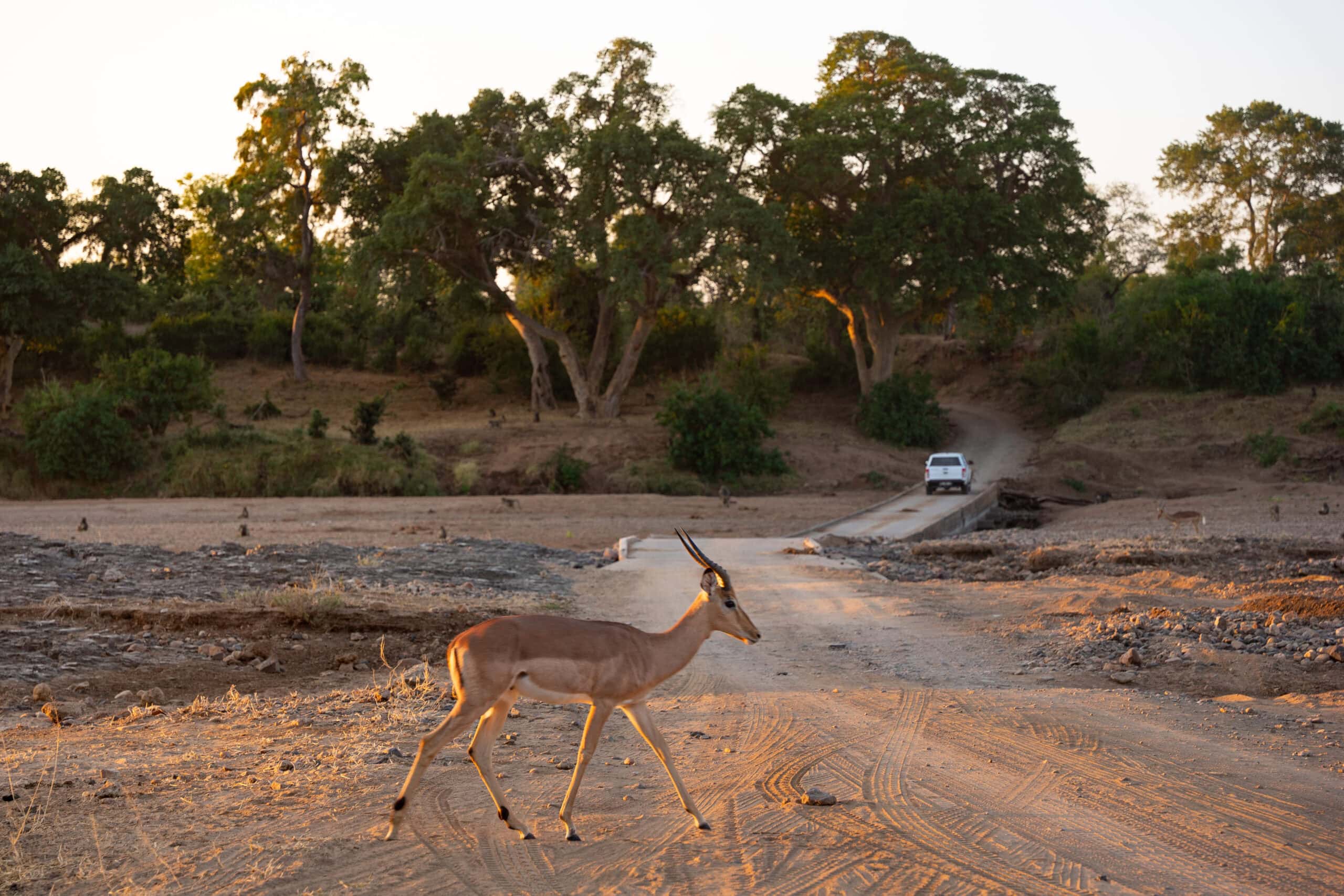 an impala crosses a dirt road with a safari vehicle driving in the background