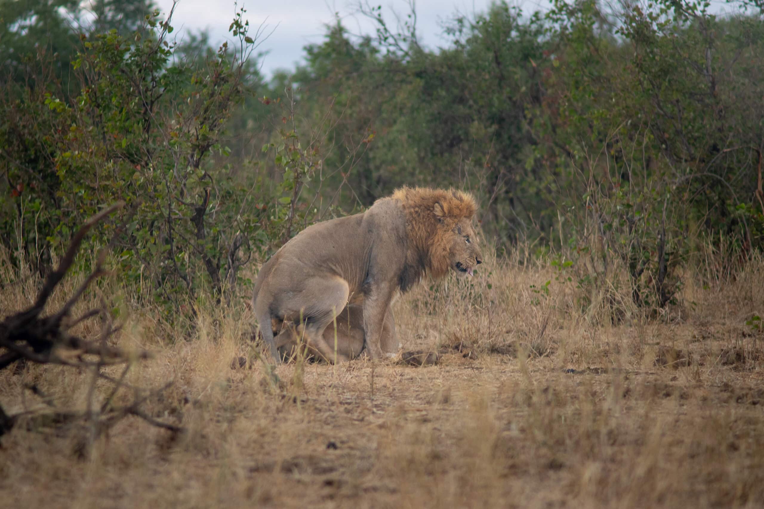 A male and female lion, seen early morning on the Mpholongo Loop