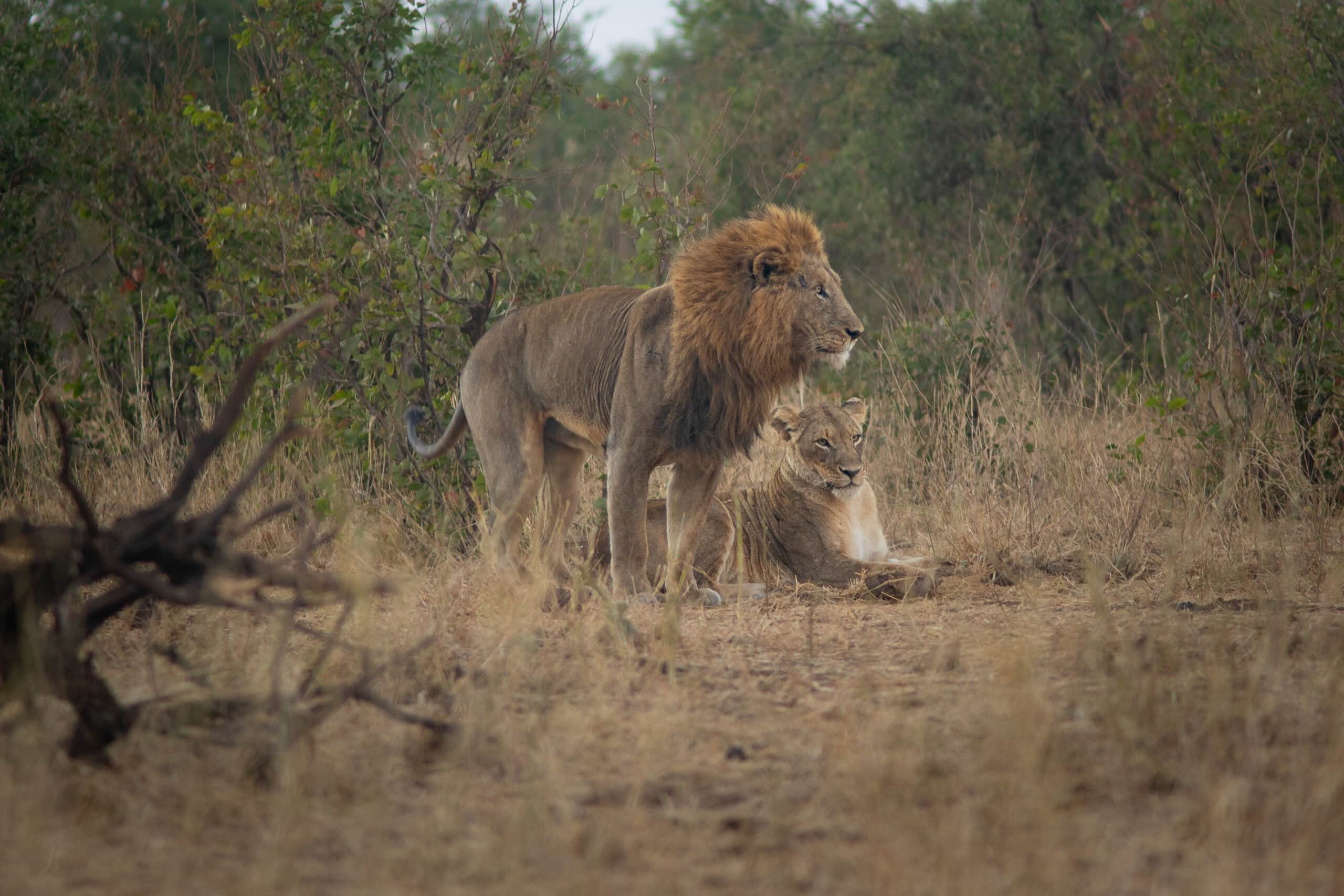 A male and female lion, seen early morning on the Mpholongo Loop