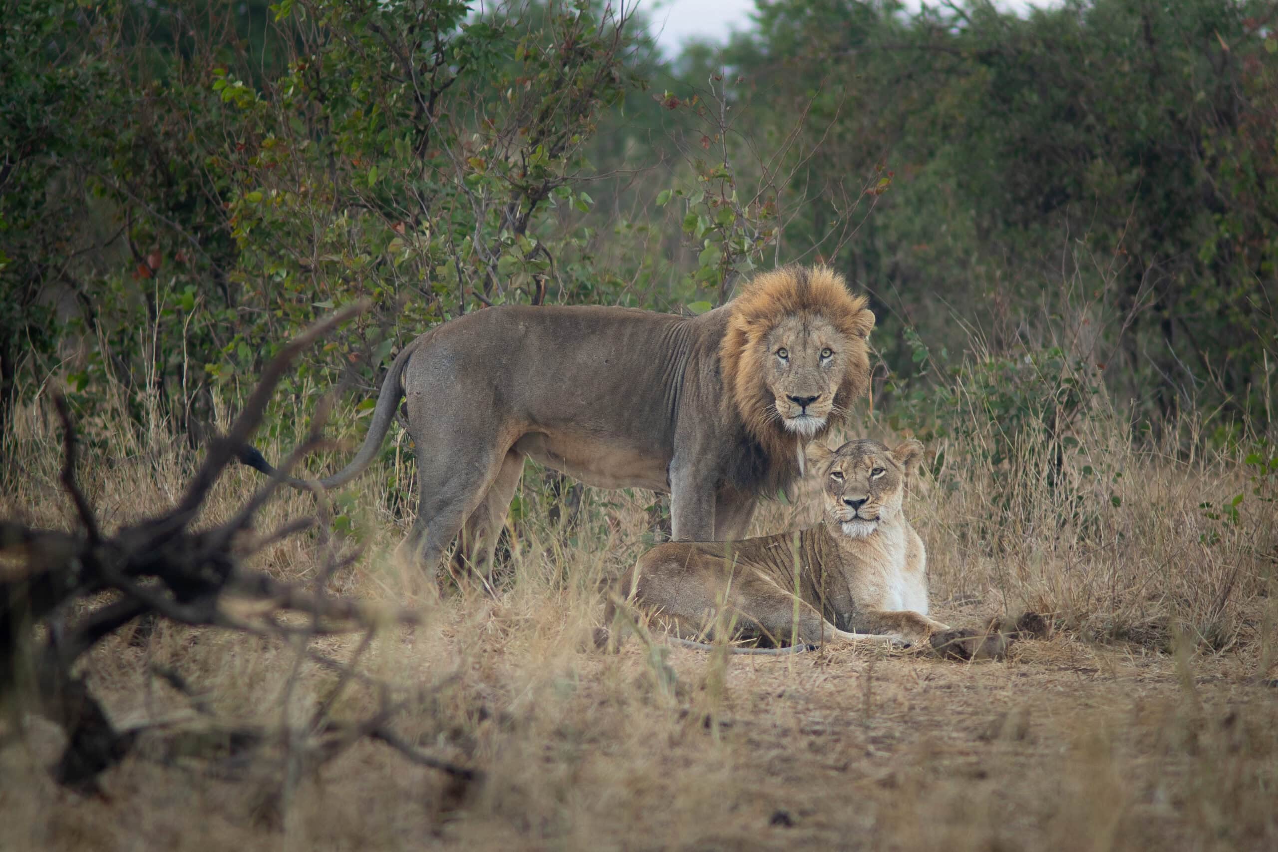 Shingwedzi game drives Kruger