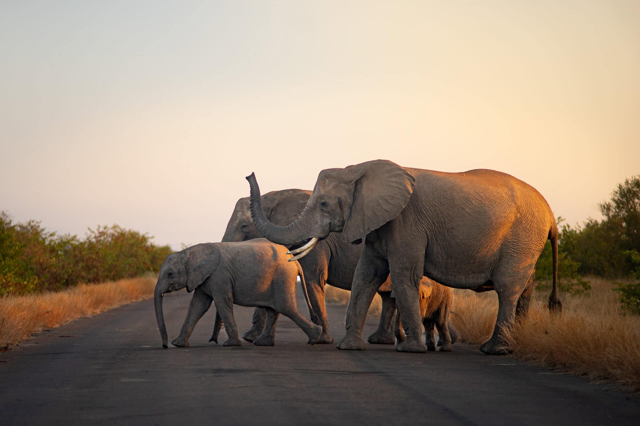 Elephants crossing the road in Kruger Park