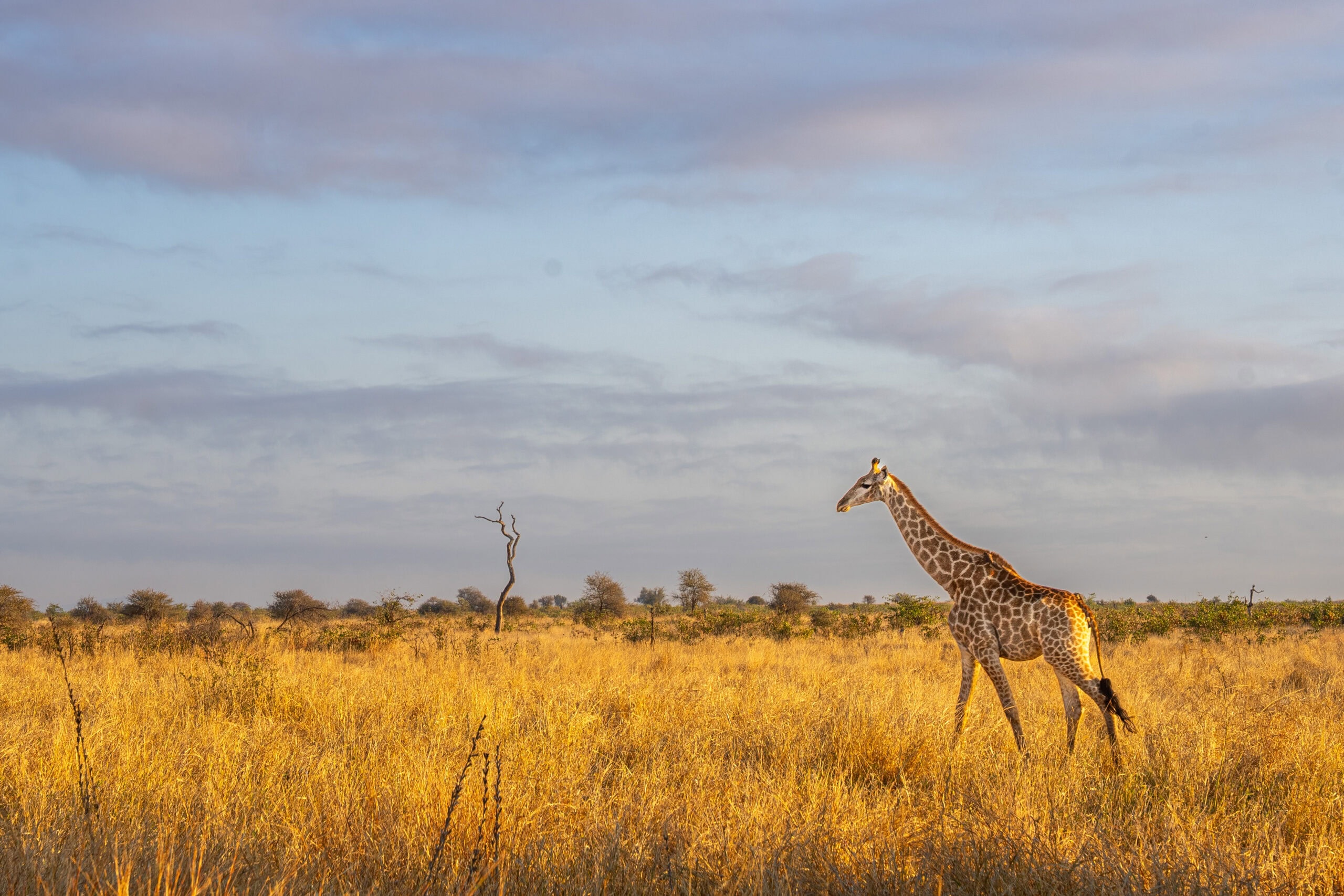 Giraffe walking in golden grassland near Babalala Picnic site, Northen Kruger Park