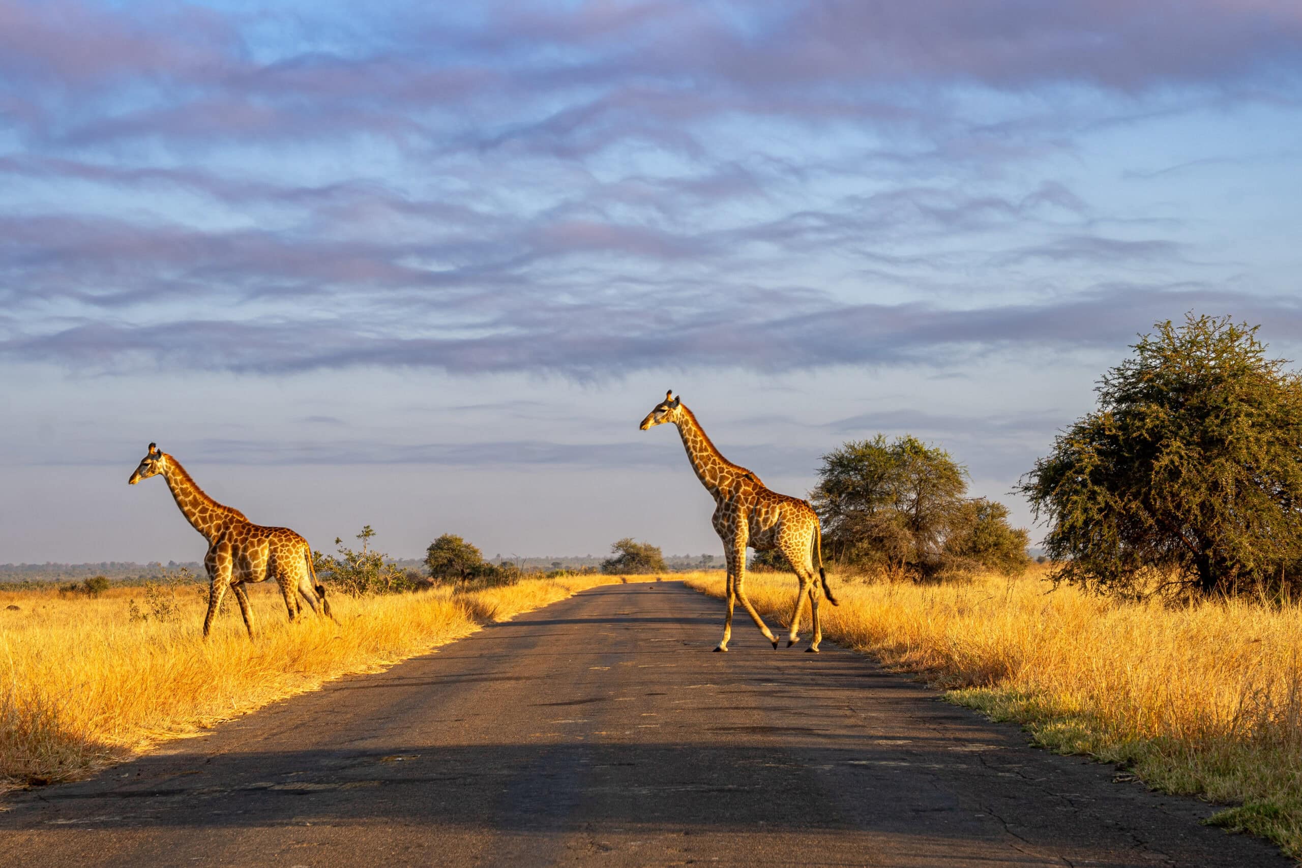 Giraffes crossing the road, seen on our self drive safari road trip in Limpopo province, South Africa
