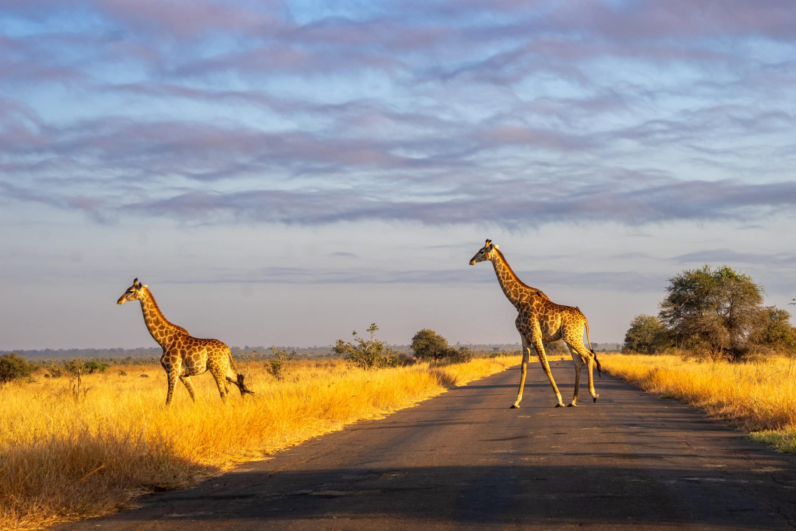 Two giraffes crossing the H1-6 tar road near Babalala picnic site, Kruger