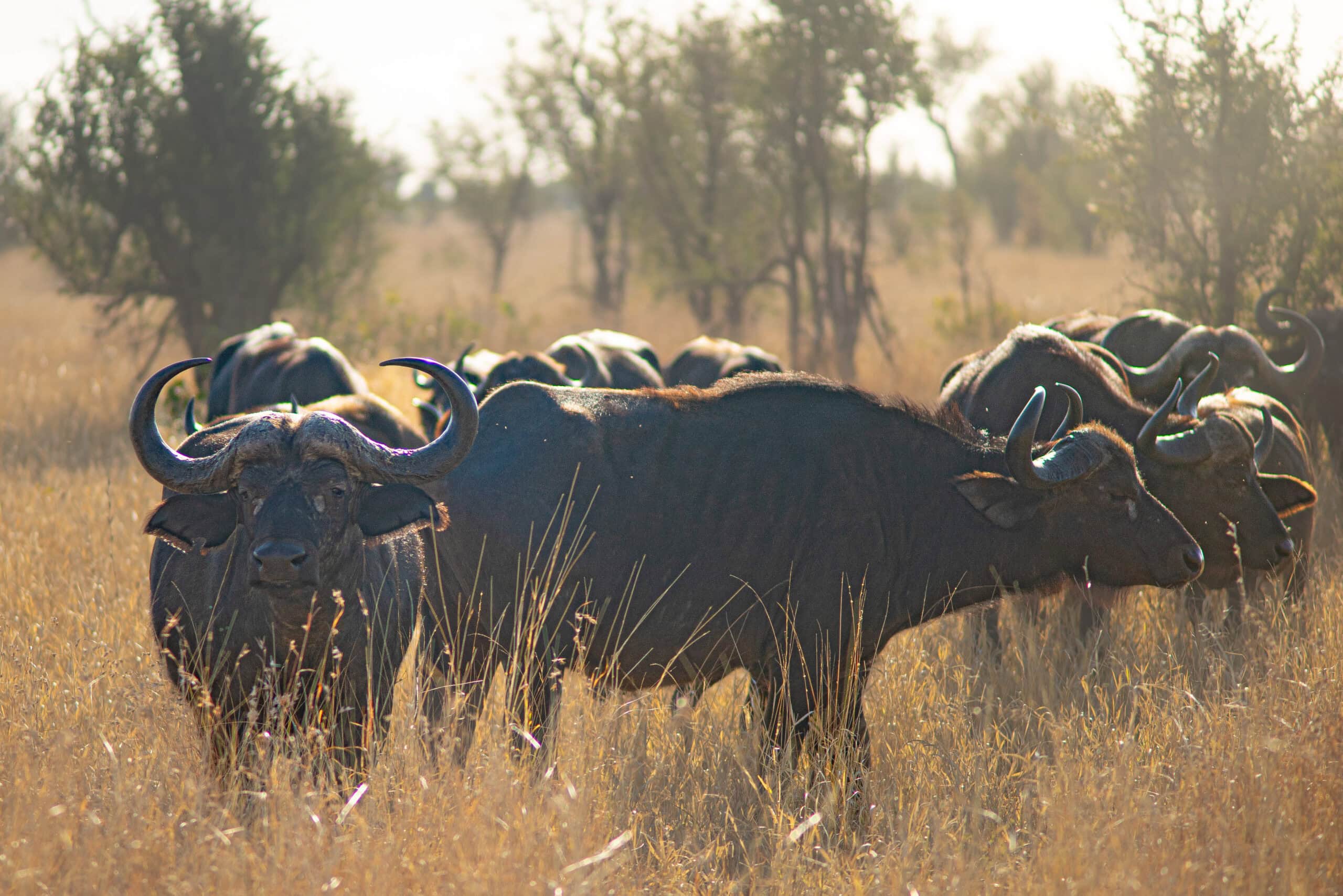 A buffalo herd in tall grass, seen near Babalala