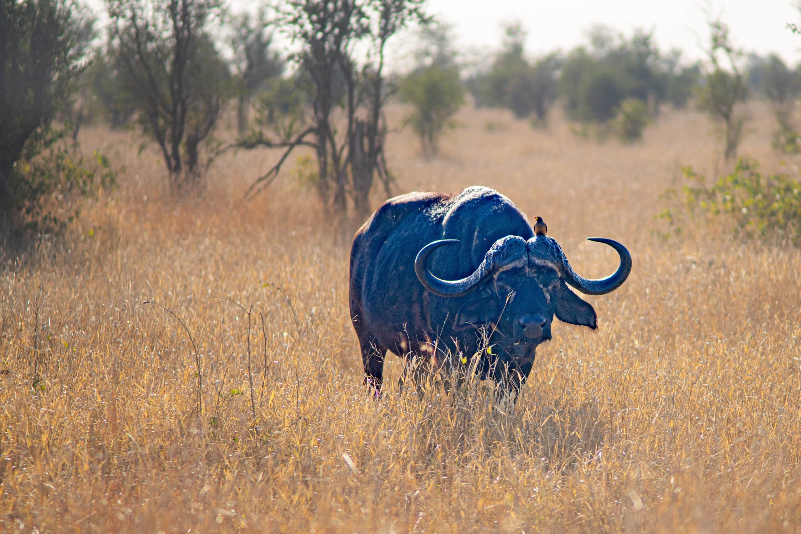 Lone dagga boy (old buffalo bull)