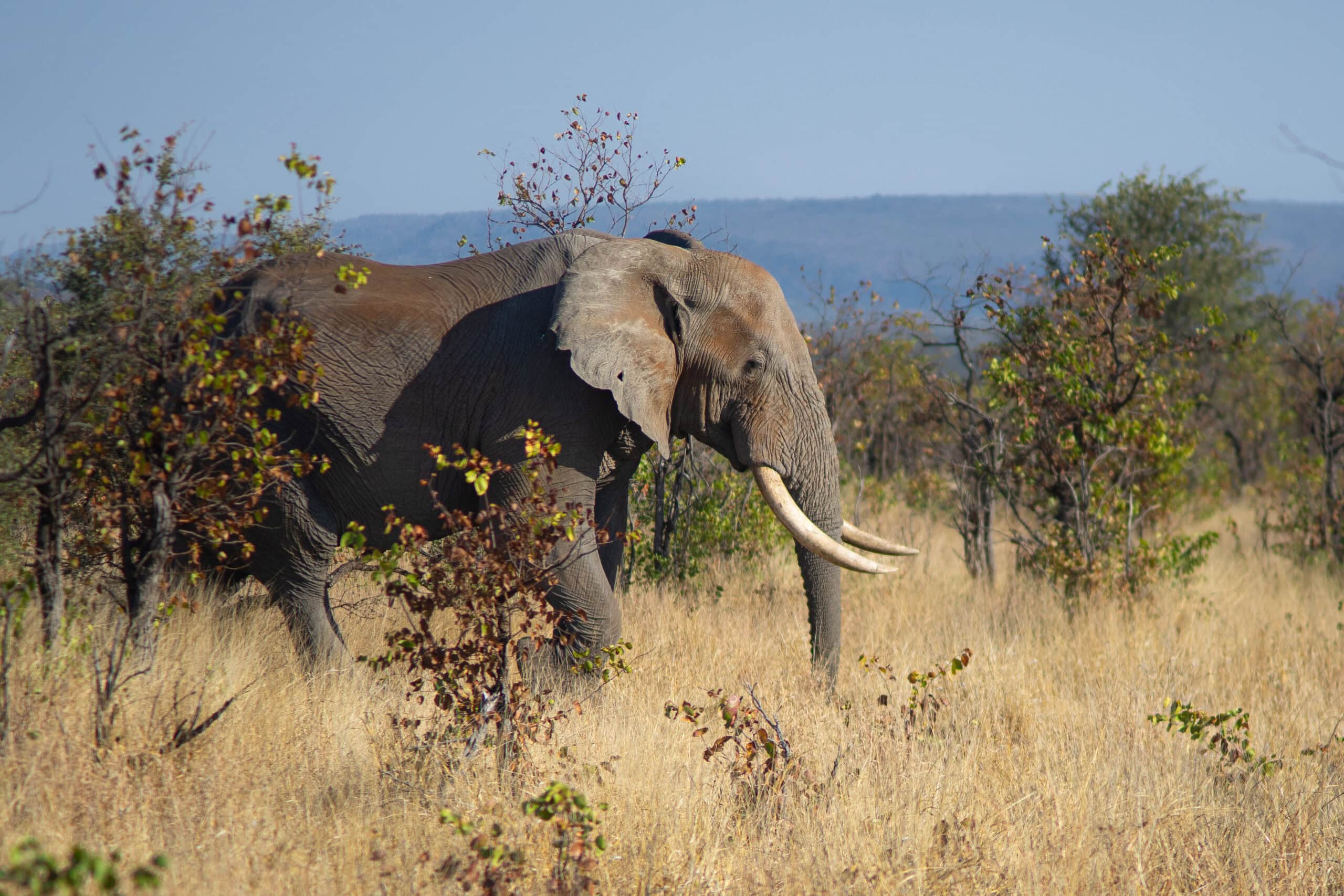 Lone elephant bull