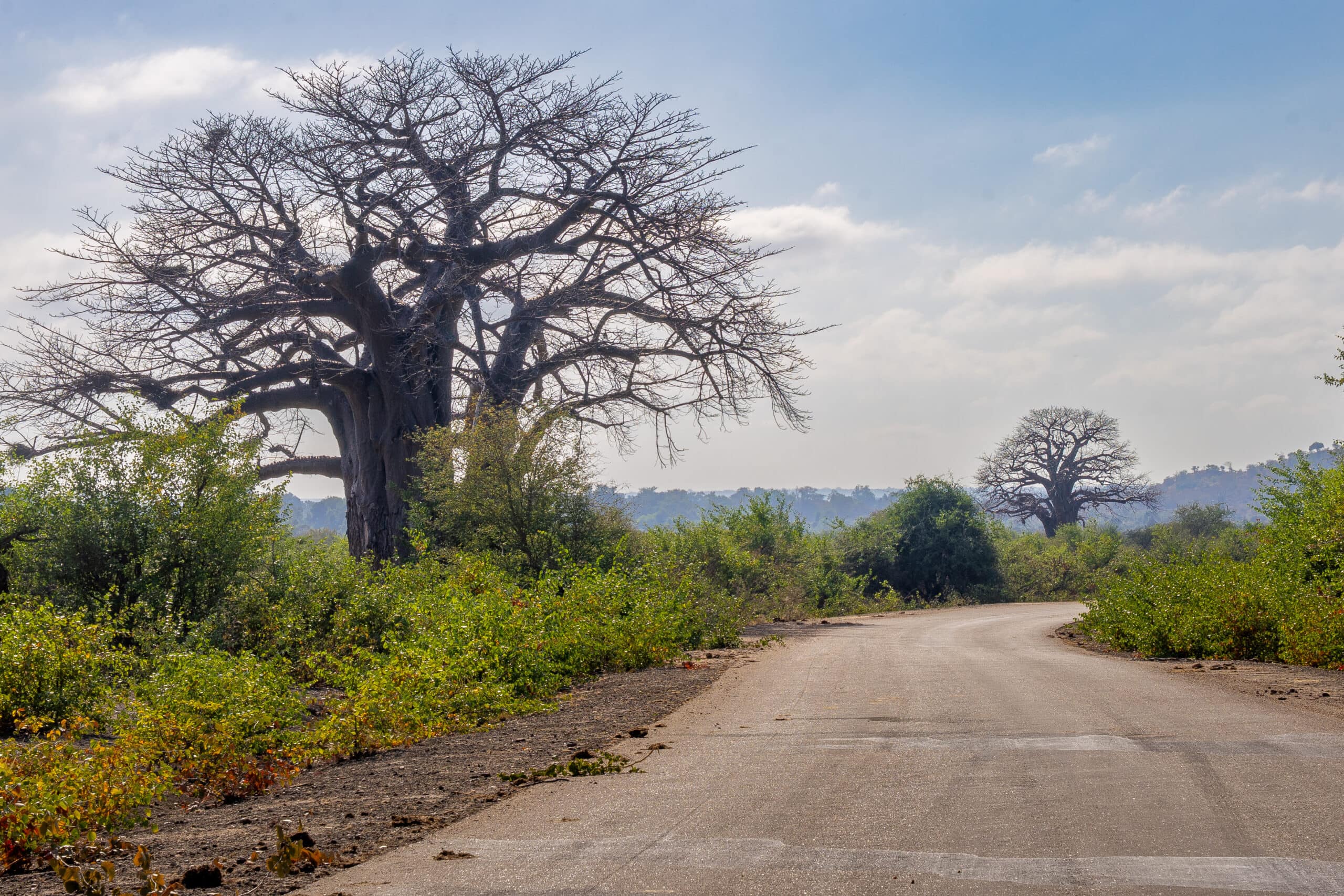Boabab trees near Crook's Corner in the Pafuri, Kruger Park