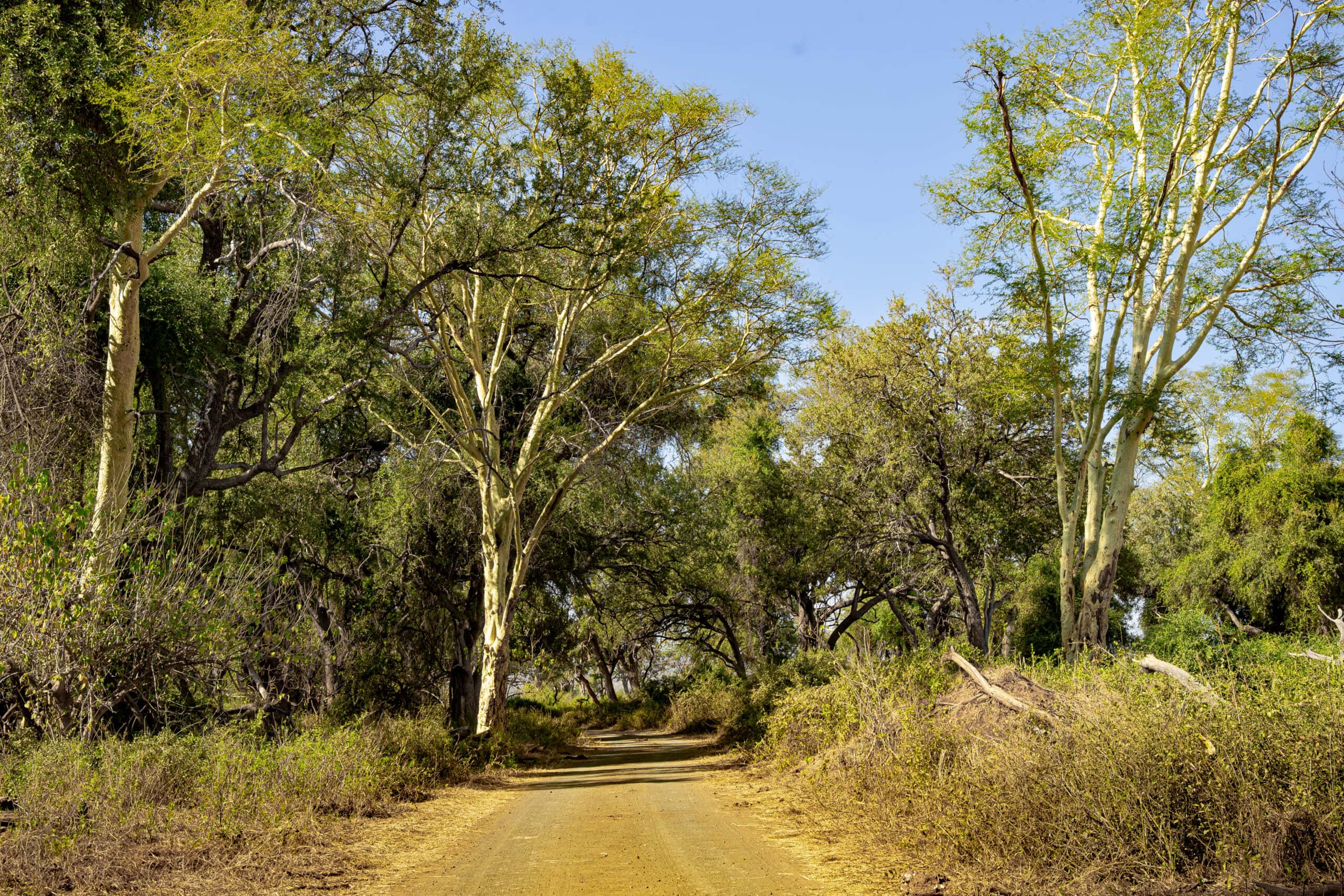 Fever trees on the way to Crook's Corner