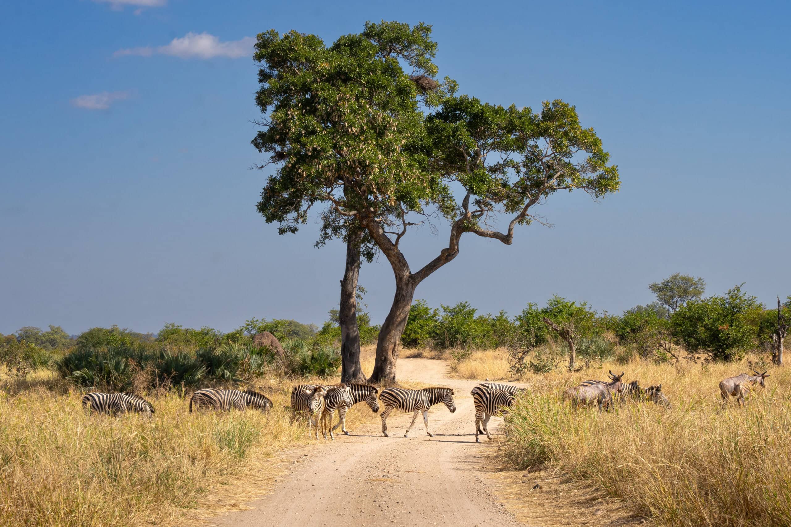 Zebras crossing a dirt road S56 Mpholongo Loop
