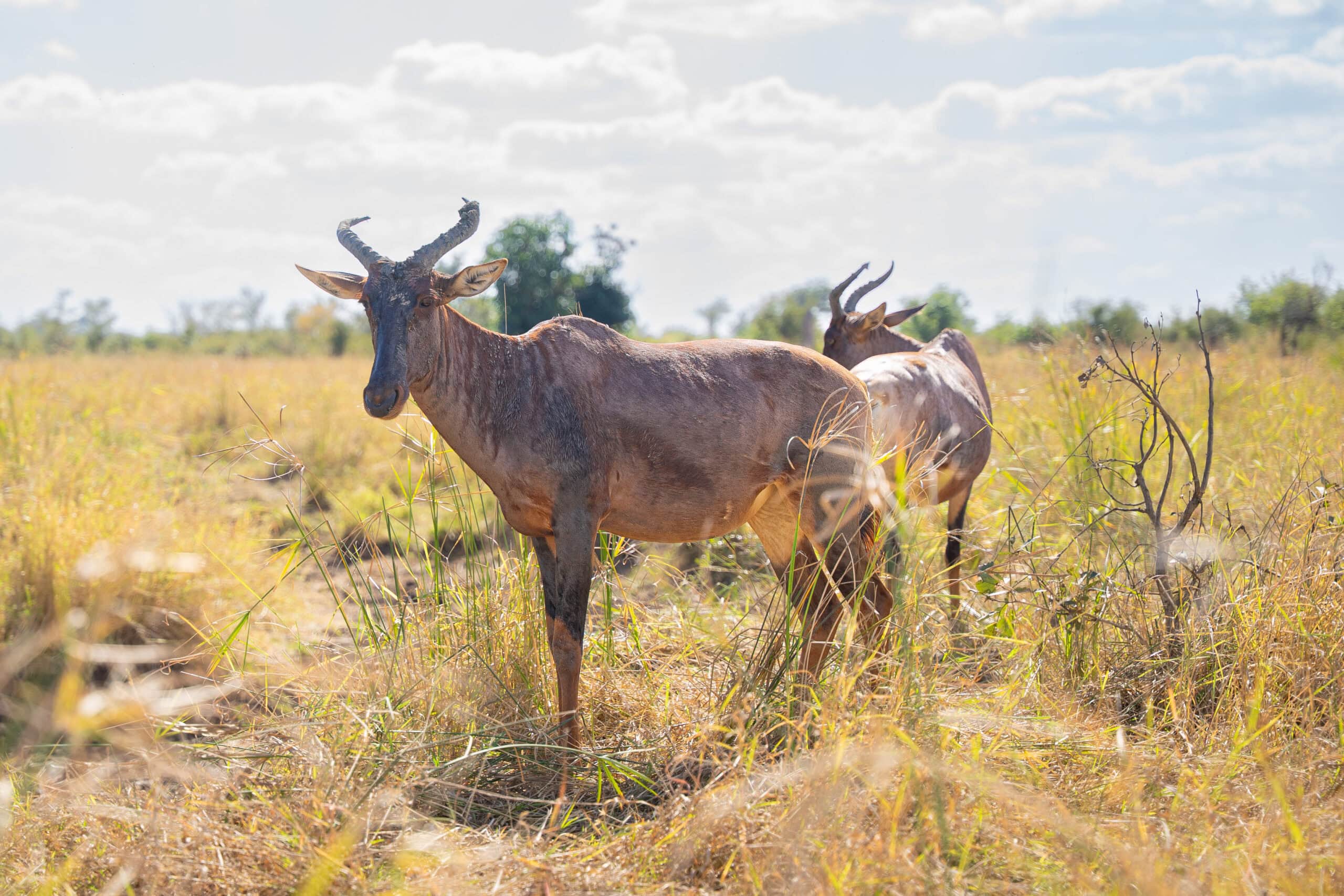 Two tsessebe, a rare antelope, seen along the S56 near Babalala Picnic Site, Kruger