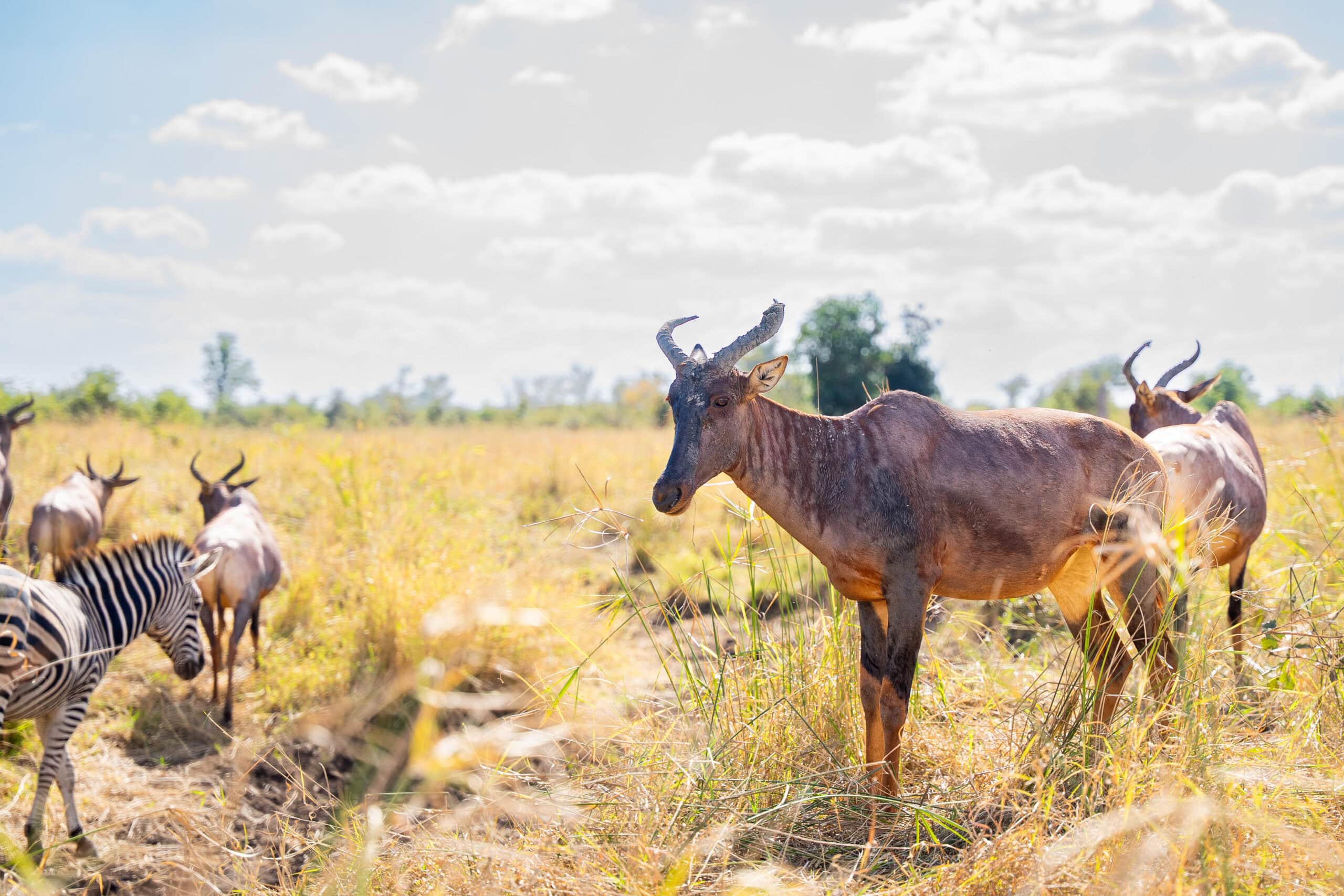 Small tsessebe herd and zebra on the Mphongolo Loop, Kruger