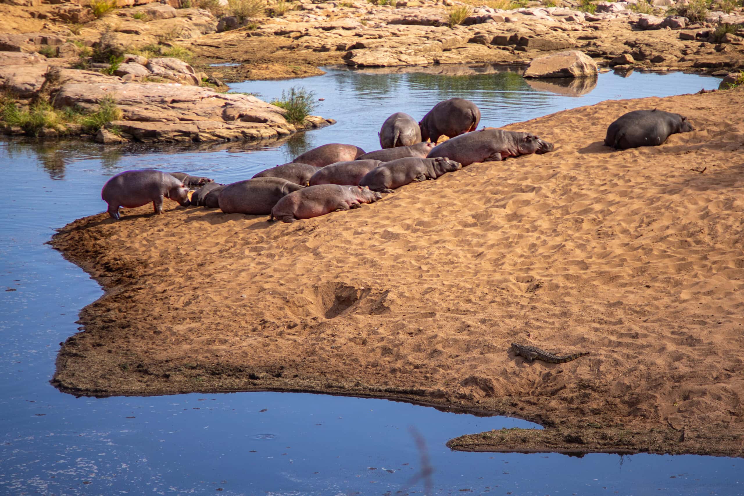 hippos basking on a sandbank along the S56 Mpholongo Loop in Northern Kruger National Park, South Africa