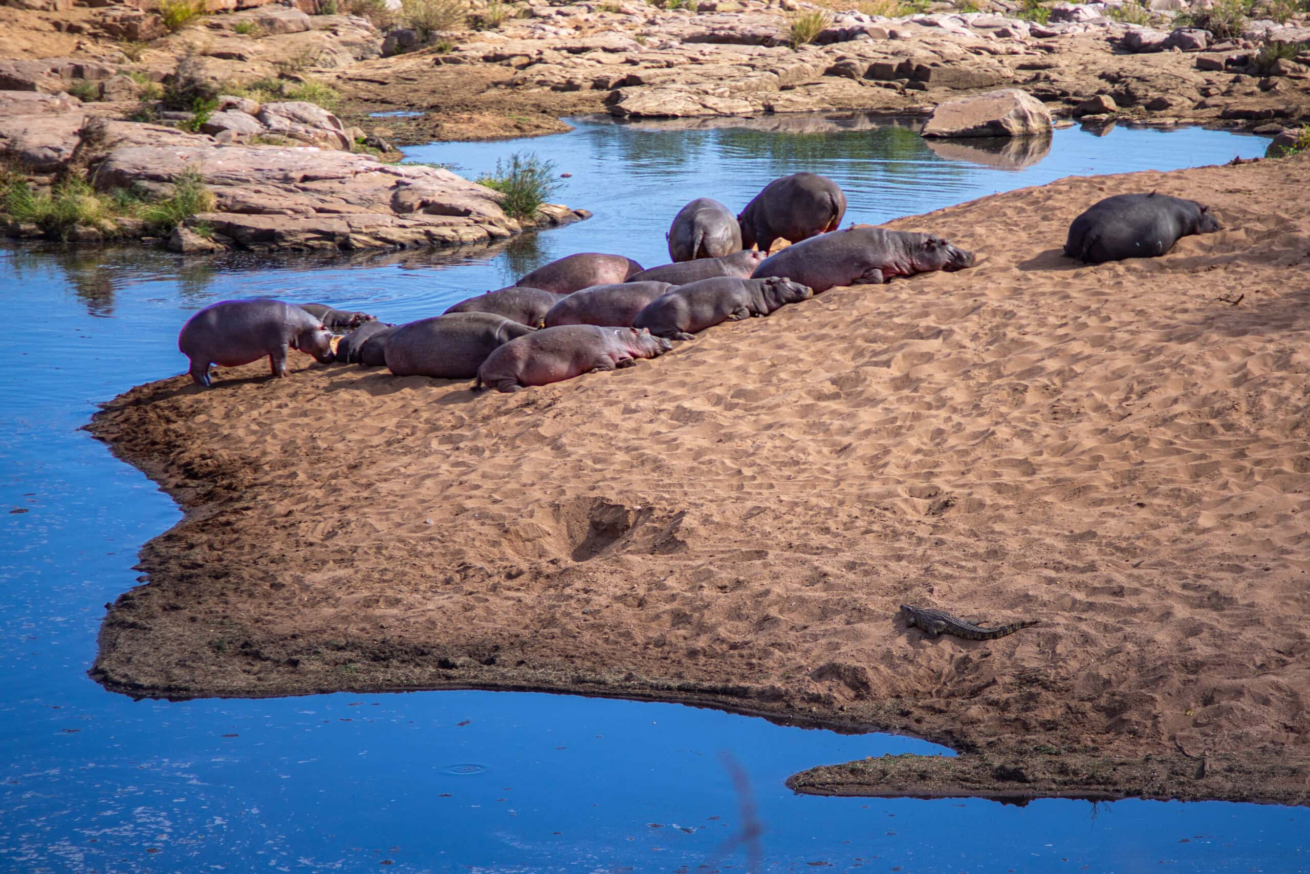 A hippo pod lying on a sandbank, Mphongolo Loop (S56), Kruger Park
