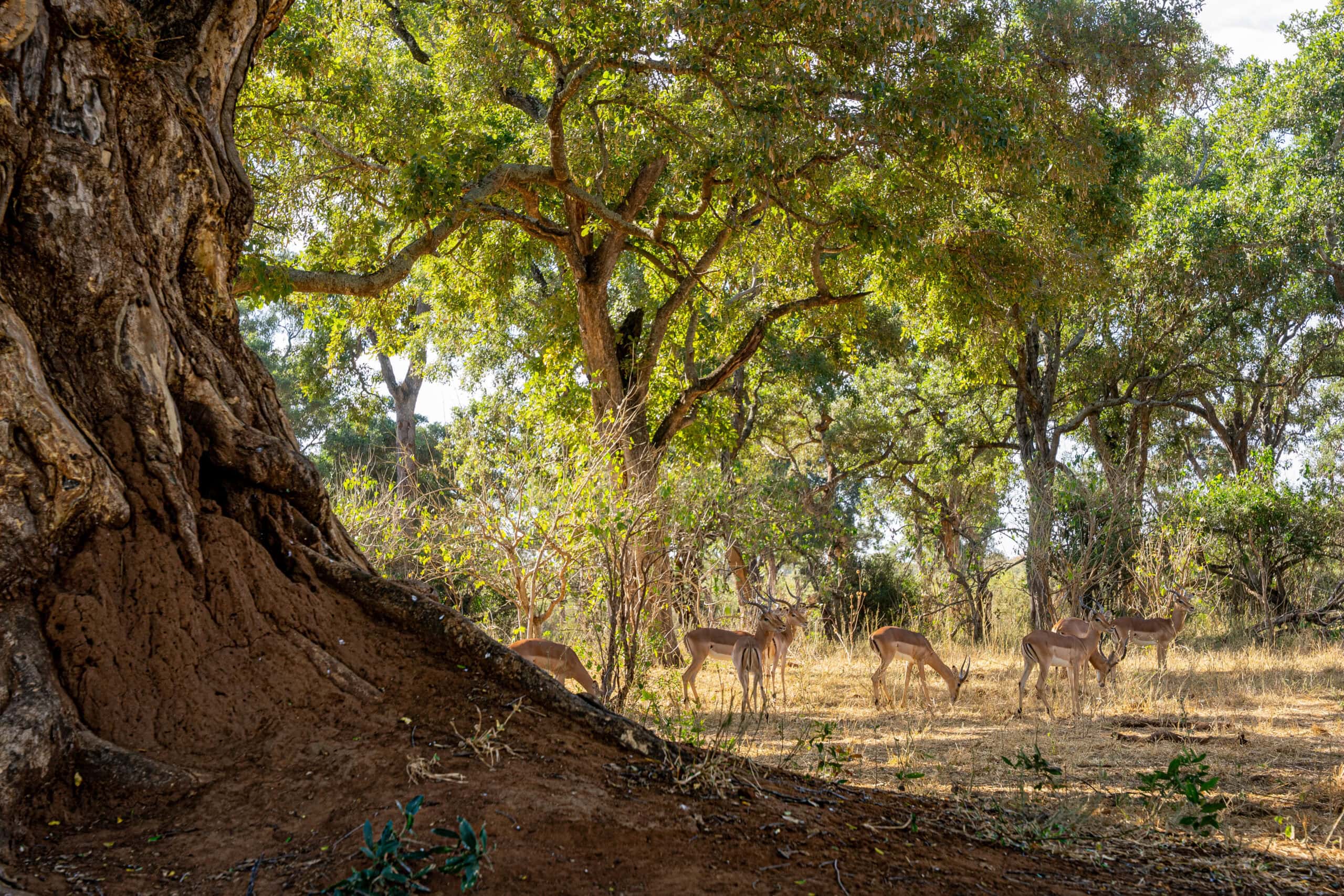 Impalew seen on a game drive along the Mpholongo Loop Kruger