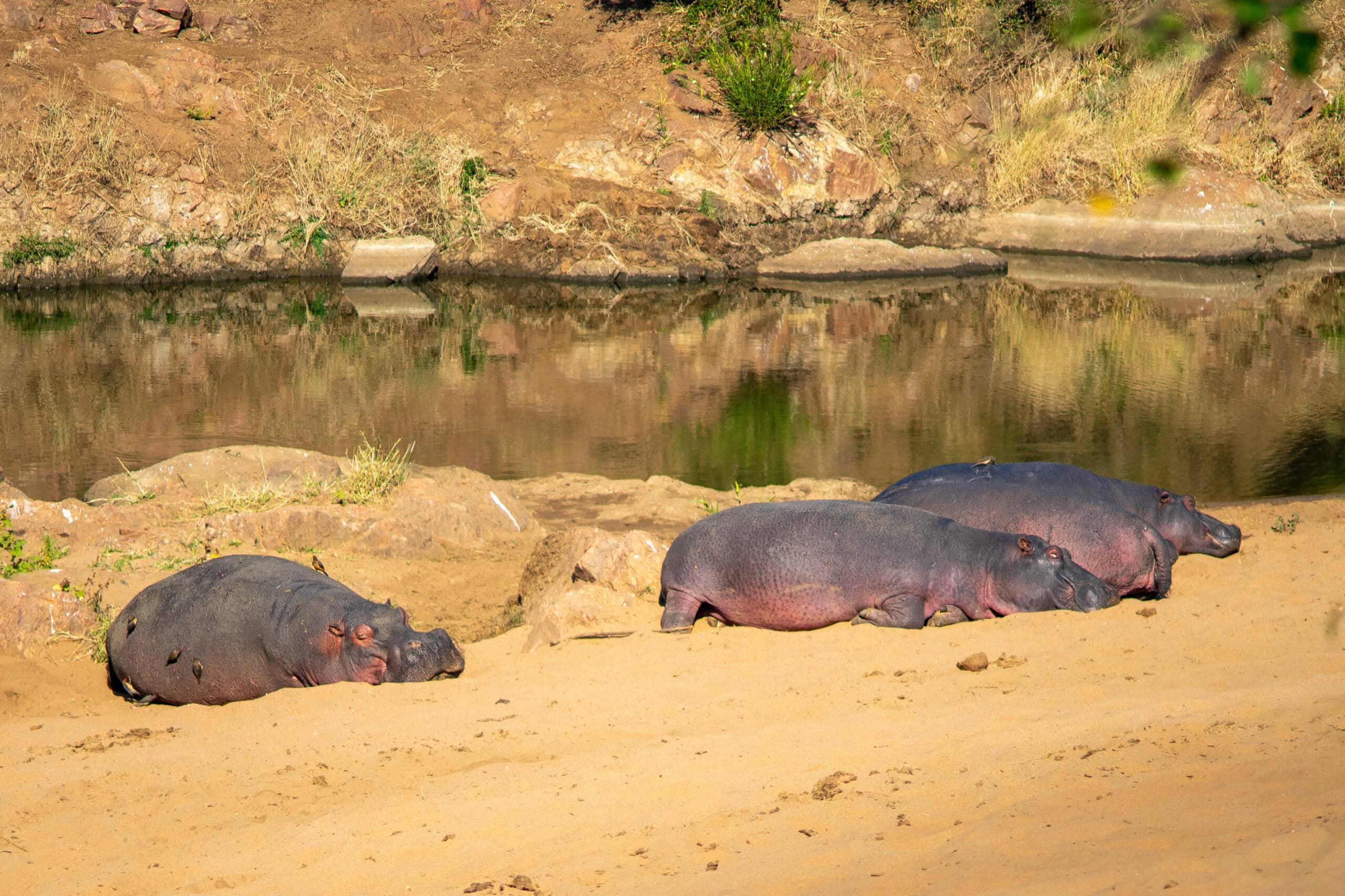 4 hippos basking on the river bed of the Mpholongo River, Northern Kruger