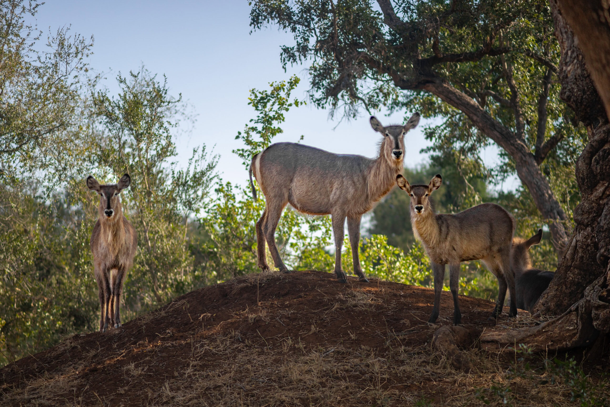 Waterbuck family, Mphongolo Loop (S56), Kruger Park