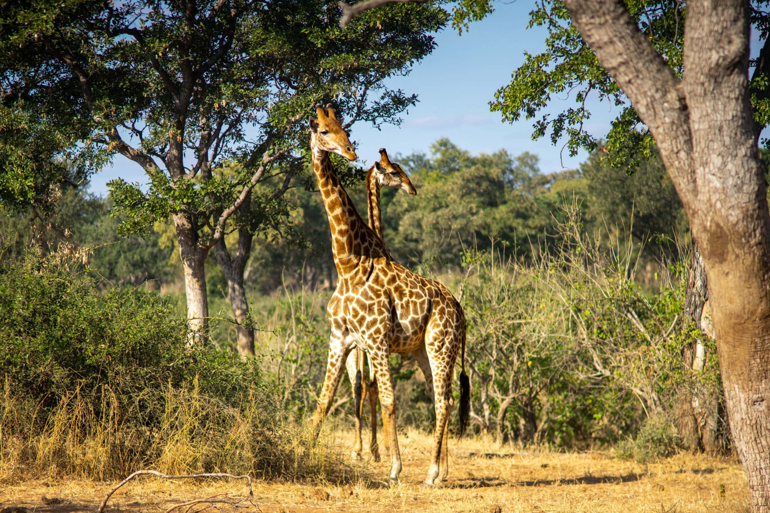 two giraffes