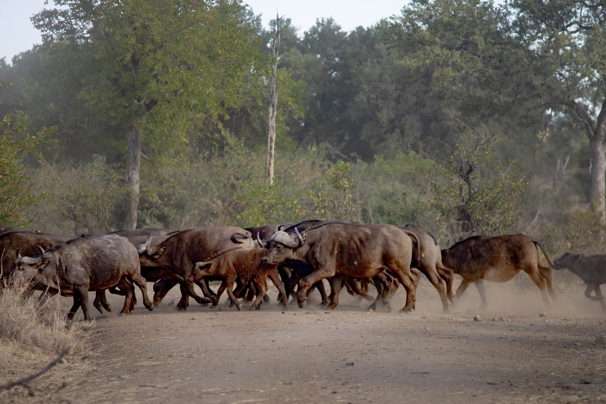 A large buffalo herd crossing the road