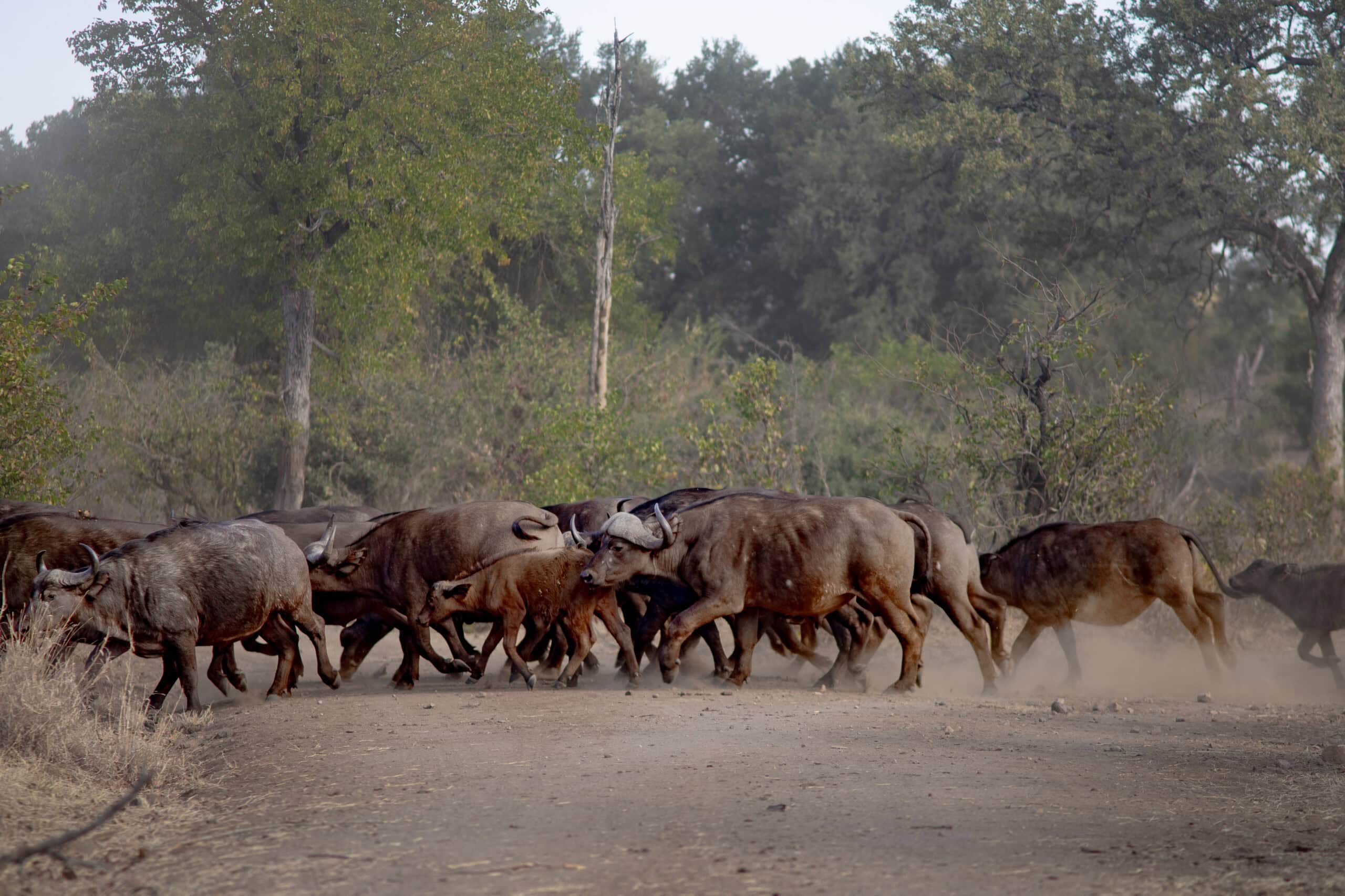 large buffalo herd crossing the road, Mphongolo Loop (S56), Kruger Park