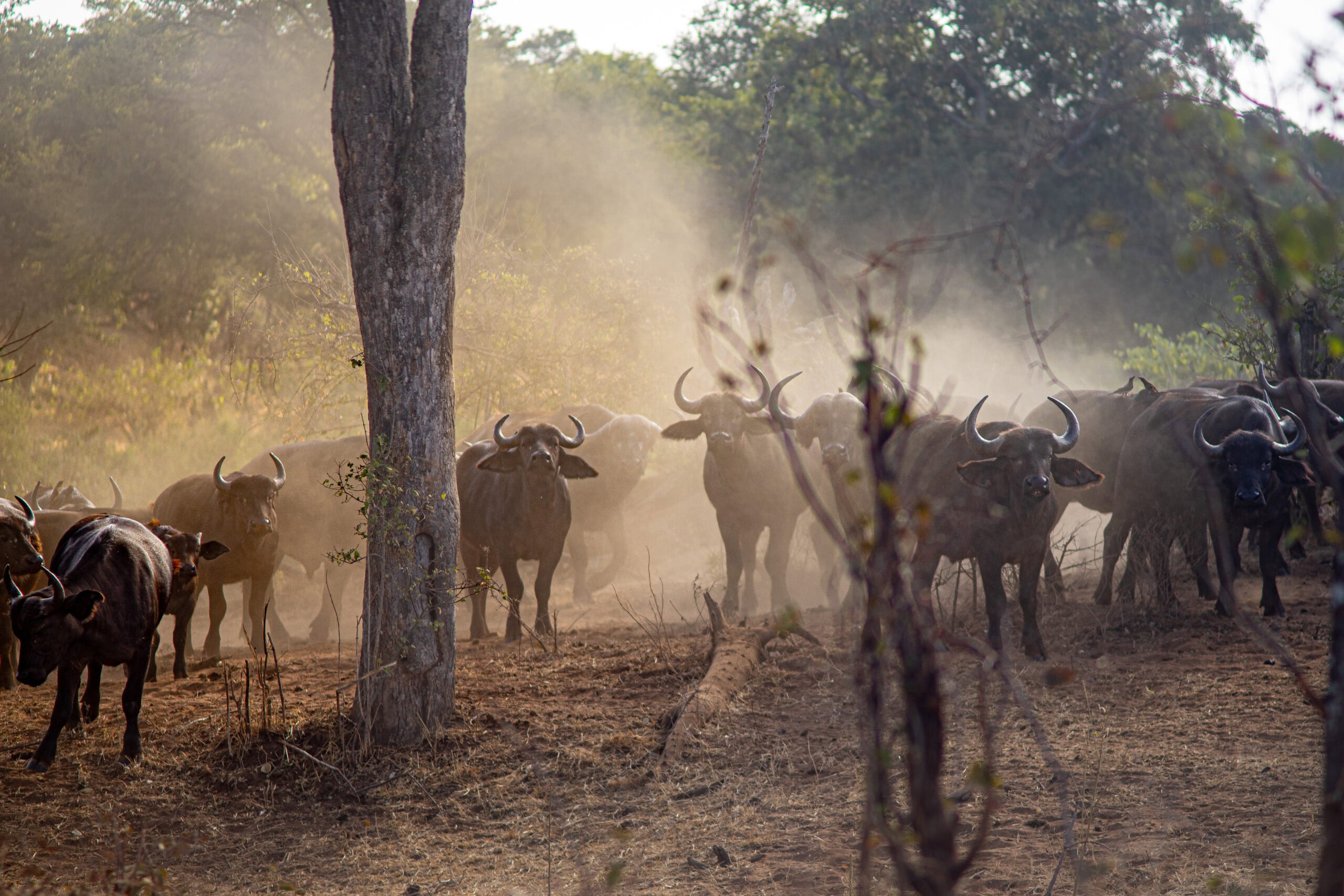 Mphongolo Loop (S56) Kruger