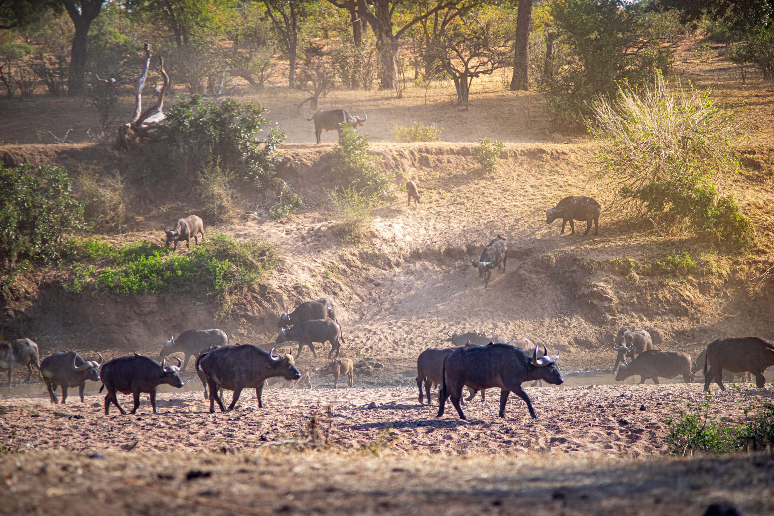 A buffalo herd crosses a dry river bed near Shingwedzi