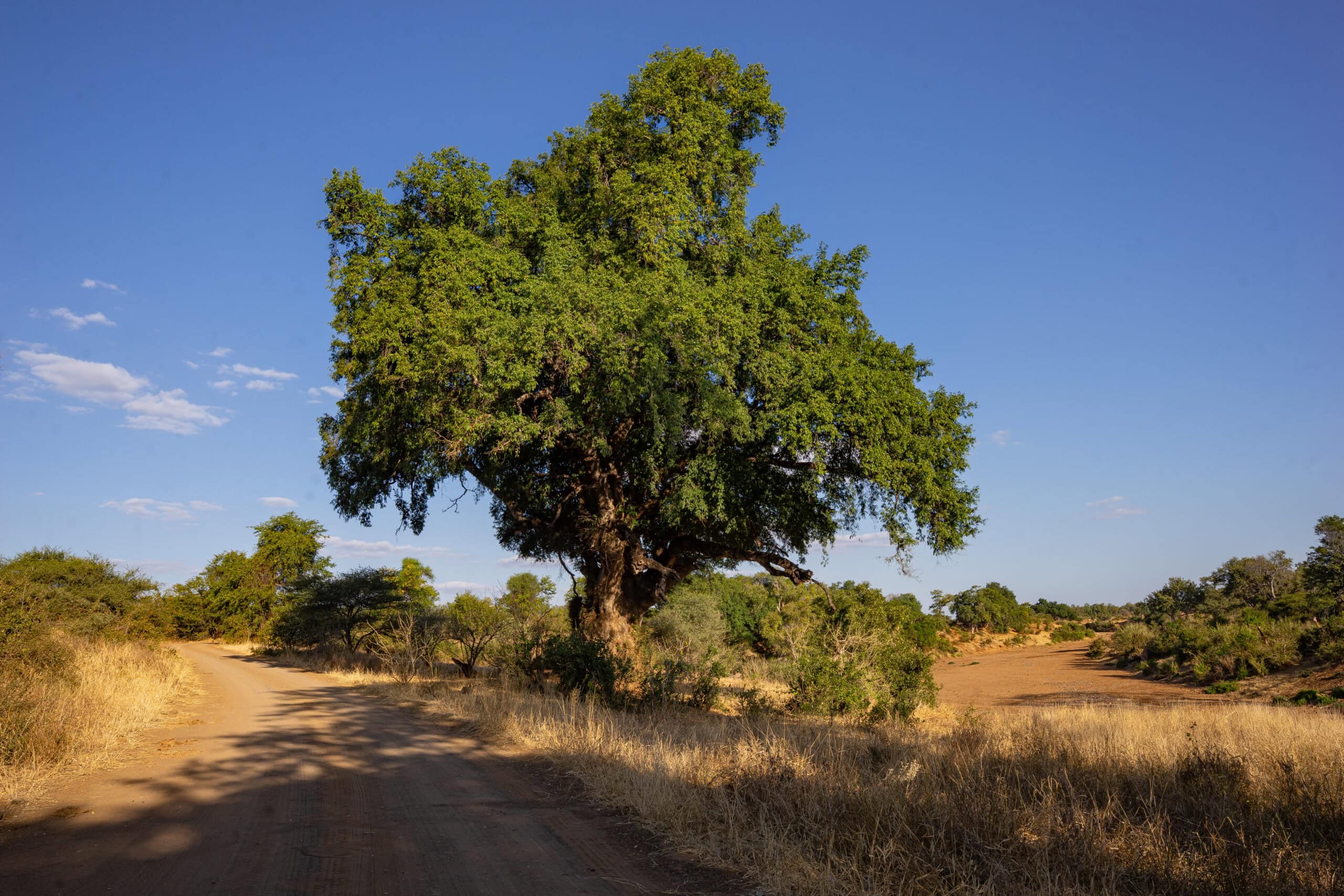 A large tree stands next to a dirt road with a dru riverbed next to it: A male and female lion, seen early morning on the Mpholongo Loop Kruger