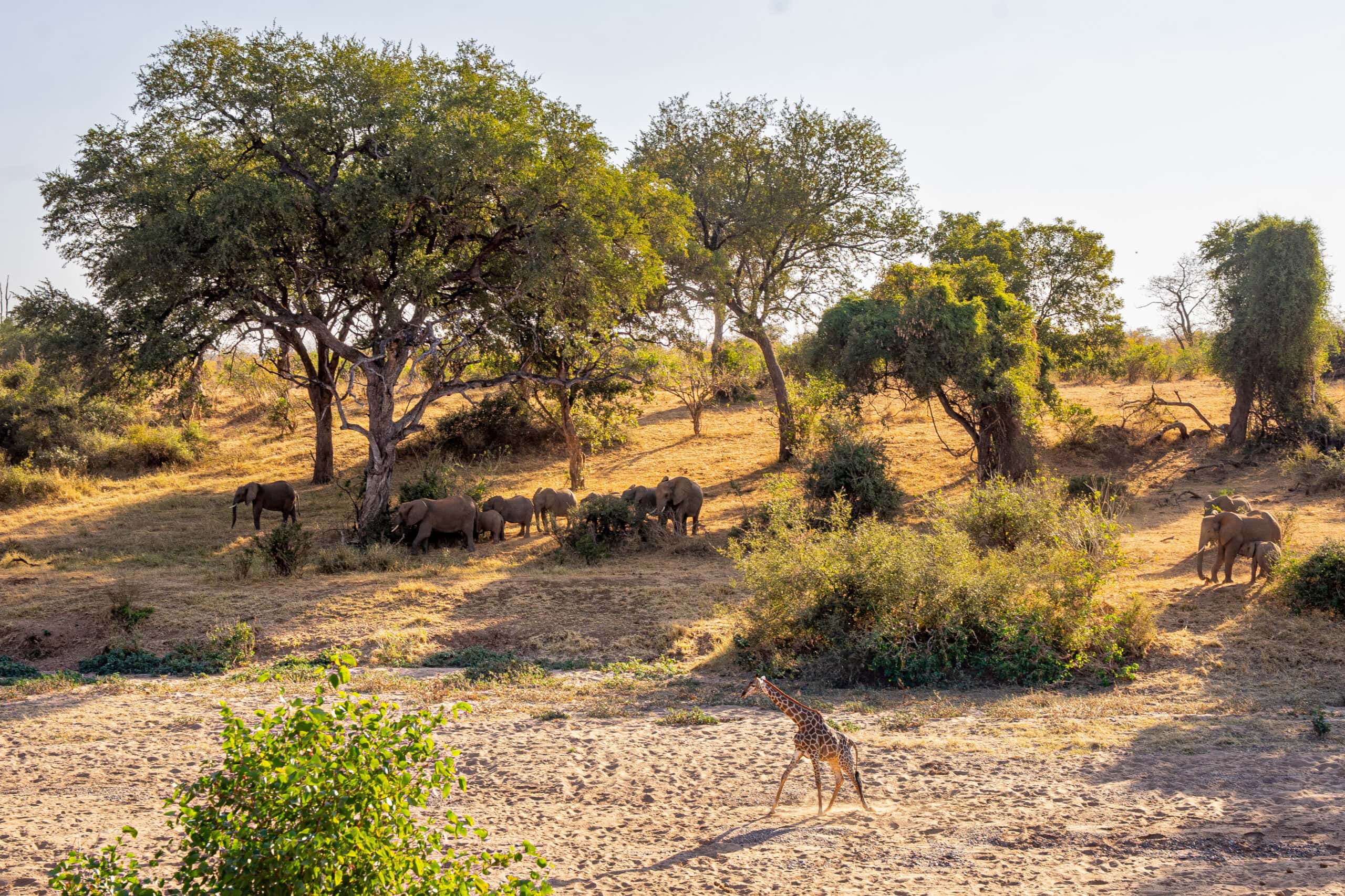 Mphongolo Loop Kruger