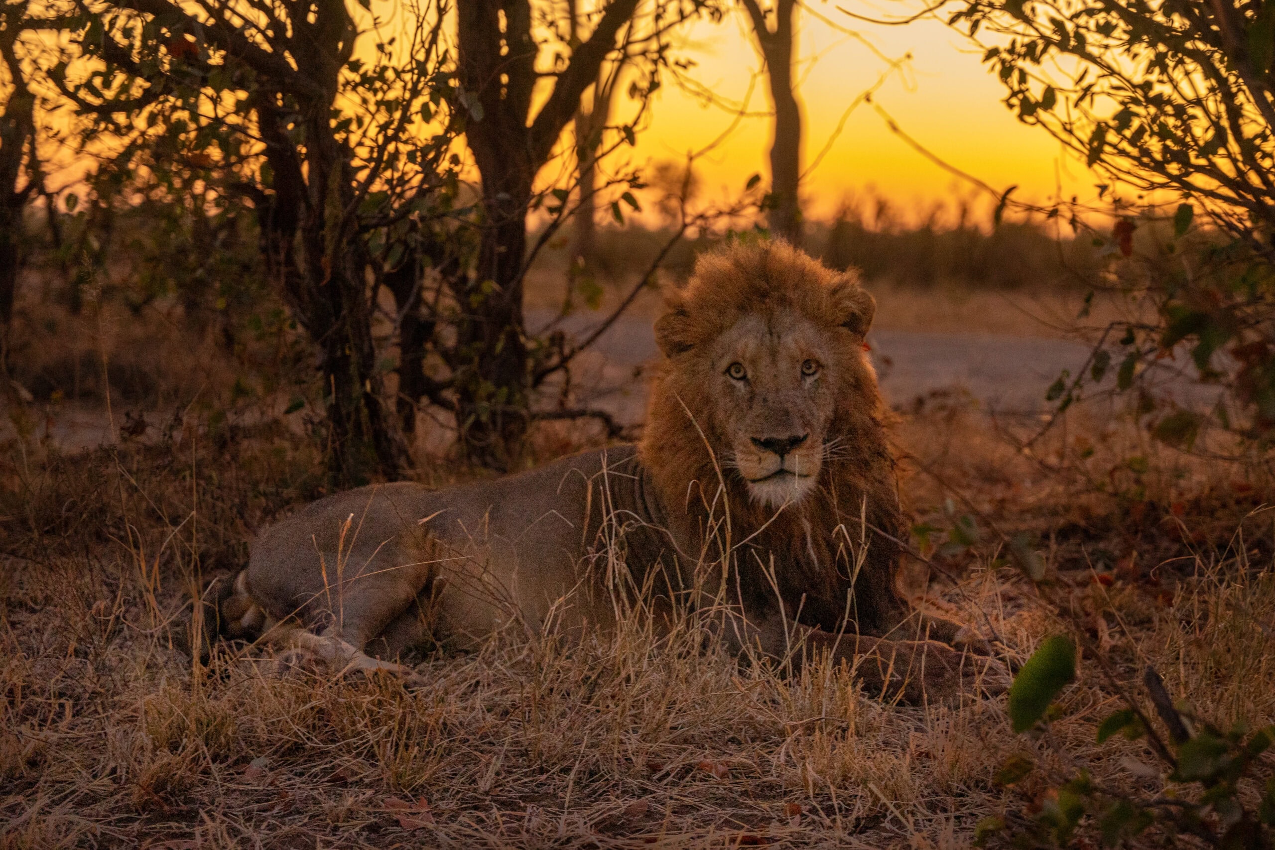 A male lion at sunrise, seen at the S55 dam near Shingwedzi