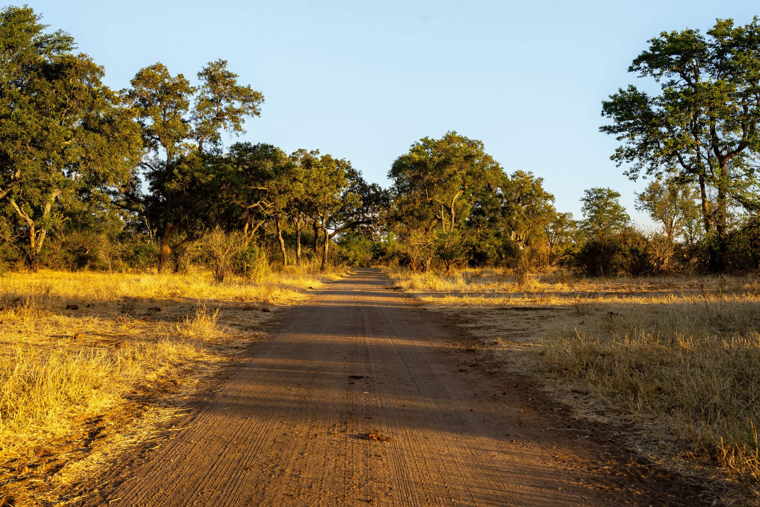 Mpholongo Loop Kruger vegetation