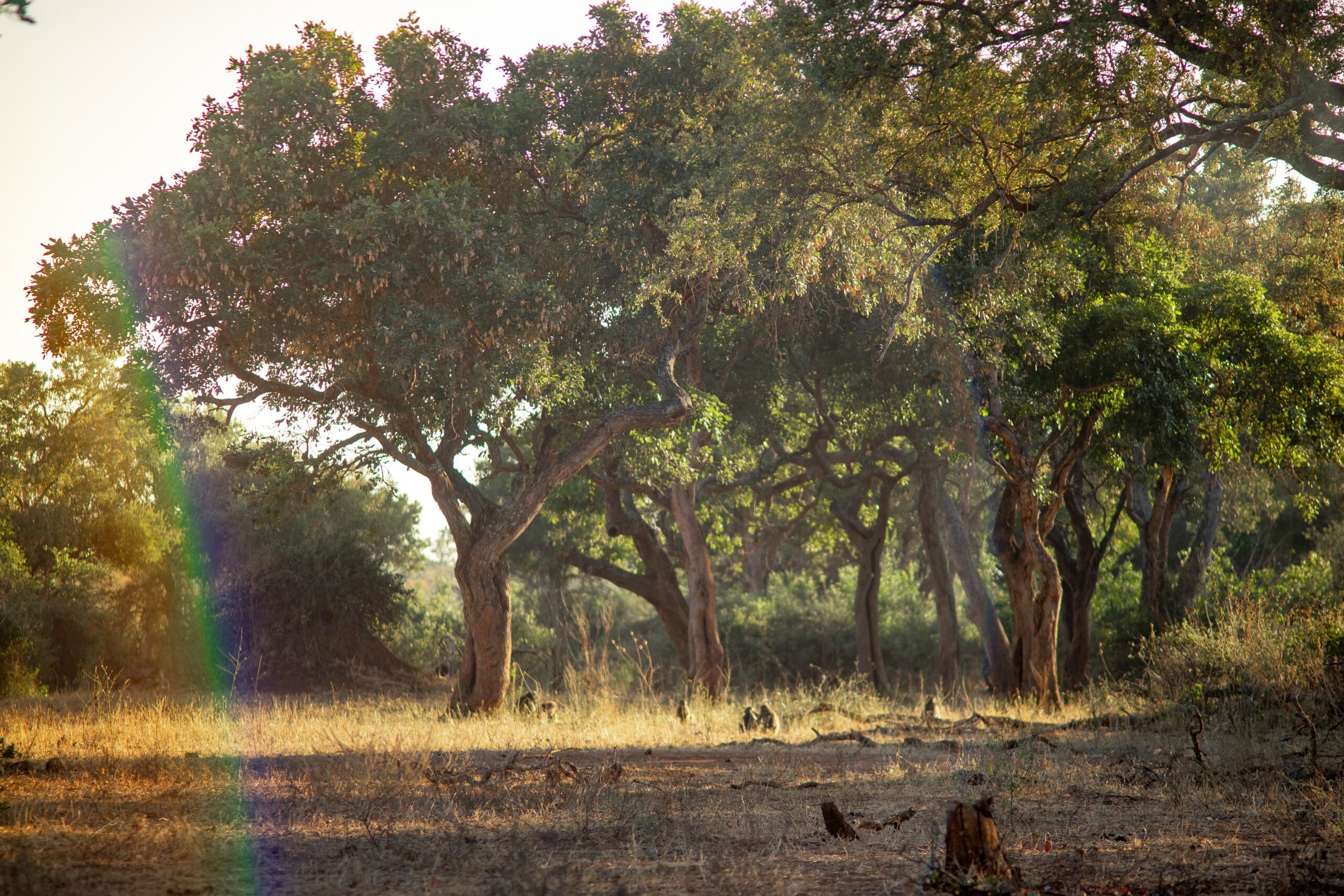 Trees along the Mpholongo Loop in the afternoon light