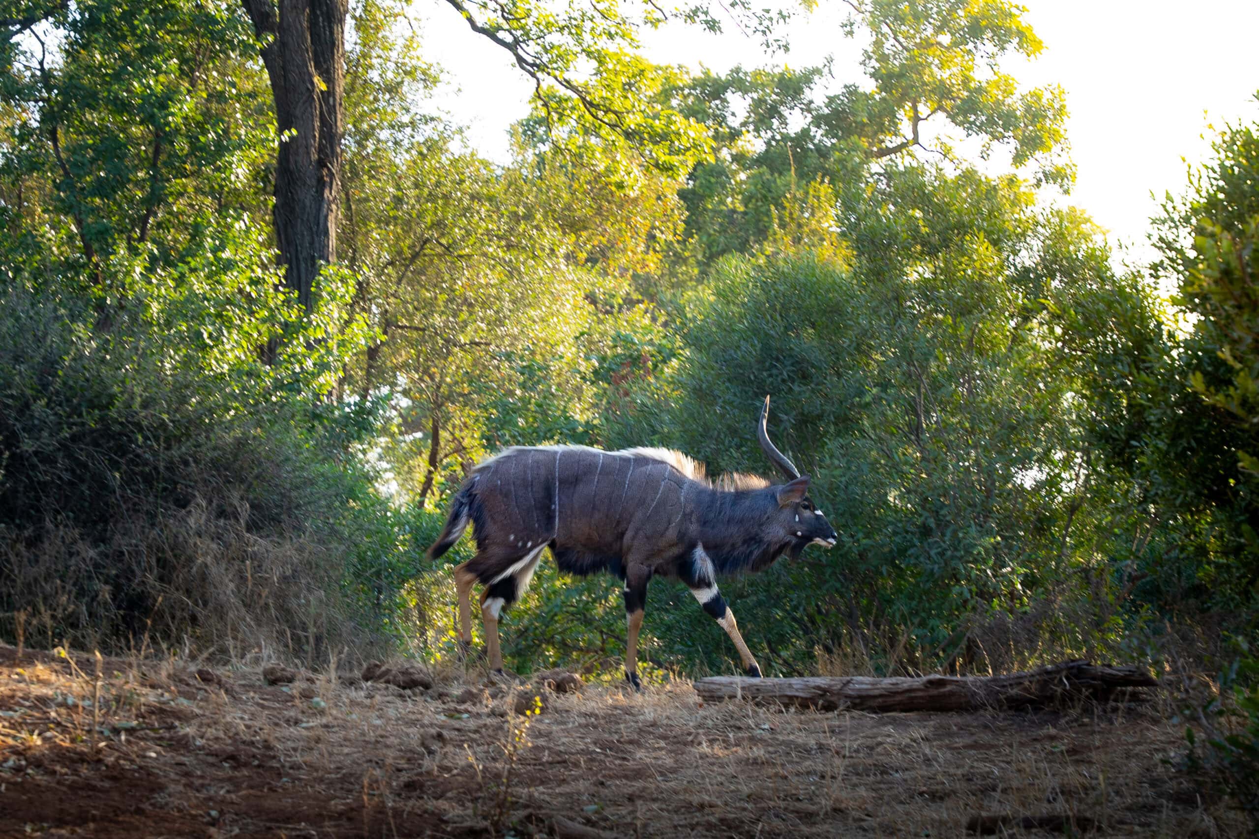 Nyala, Mphongolo Loop (S56), Kruger Park