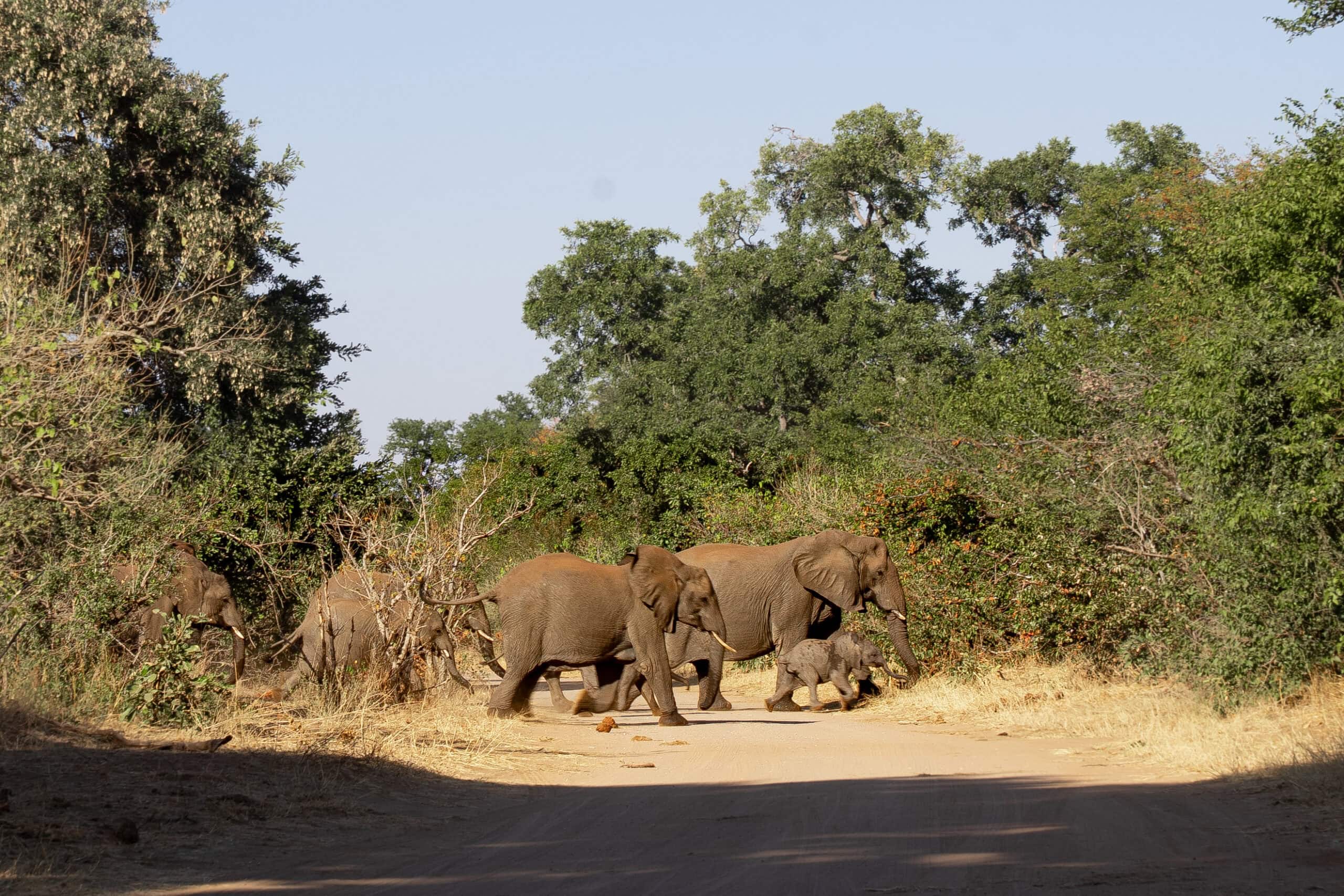 A herd of elephants crosses the S50 Kanniedood Loop road near Shingwedzi
