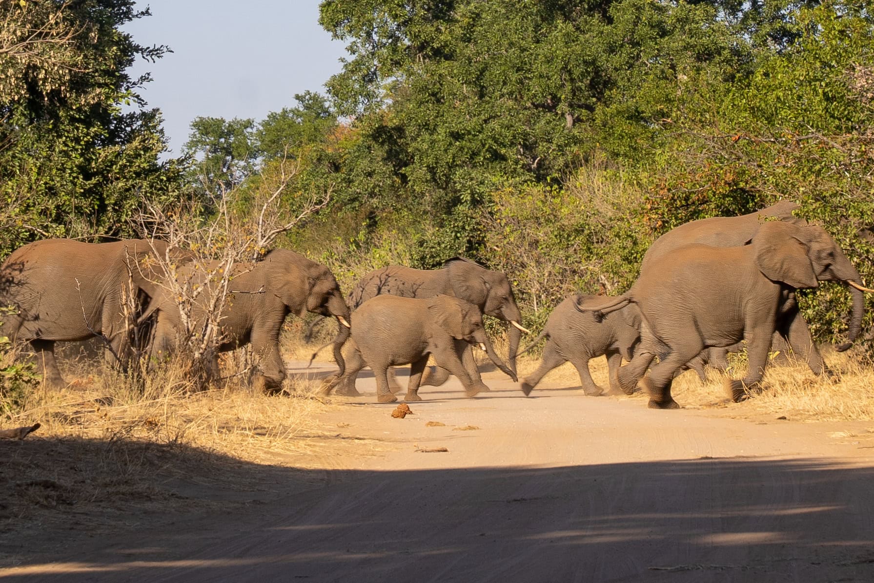Elephant herd crossing the road in Northern Kruger Park