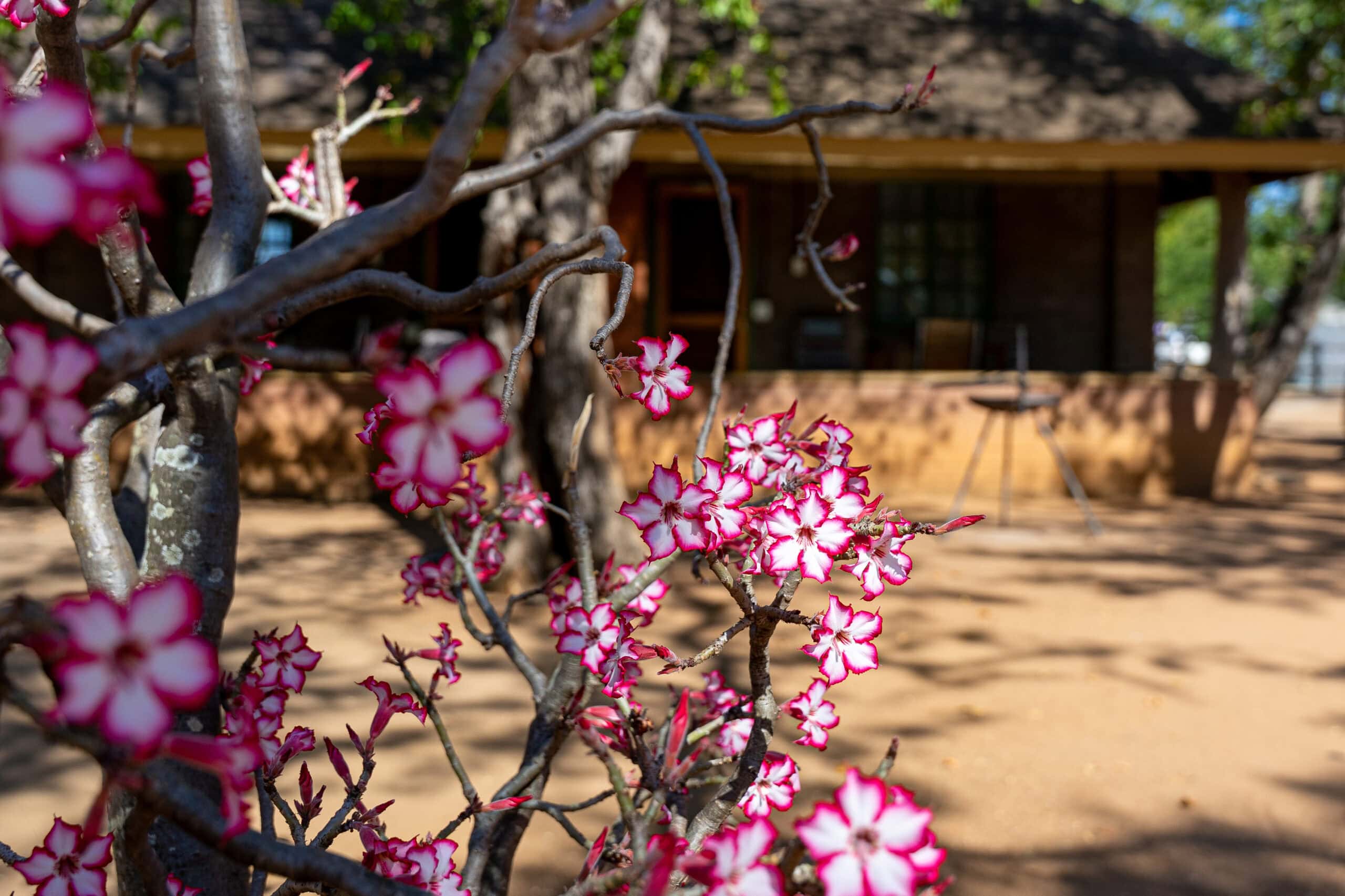 Pink Impala Lilies flowering in front of my hut at Shingwedzi Camp, Kruger Park