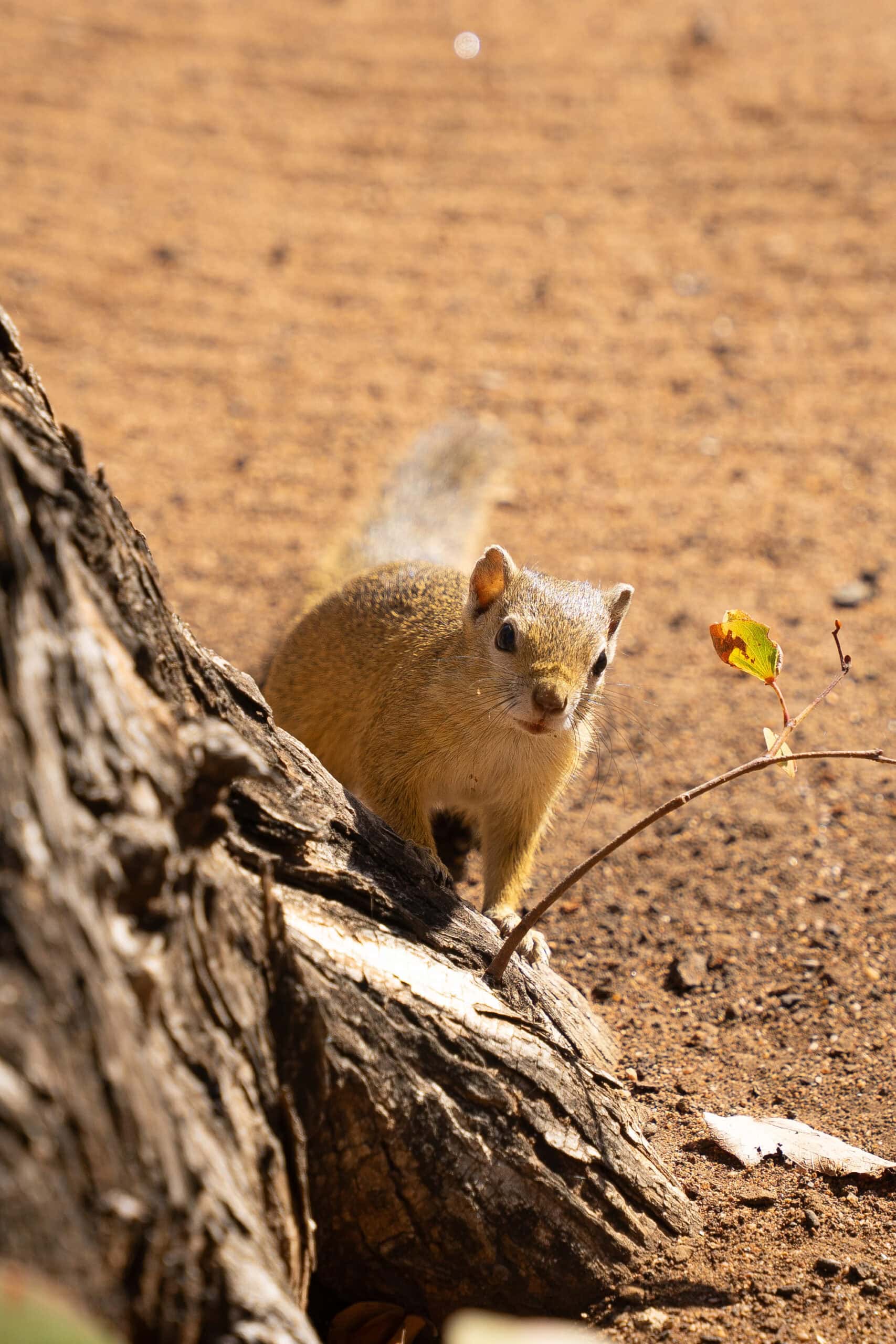 A tree squirrel seen outside my hut at Shingwedzi Camp, Kruger Park