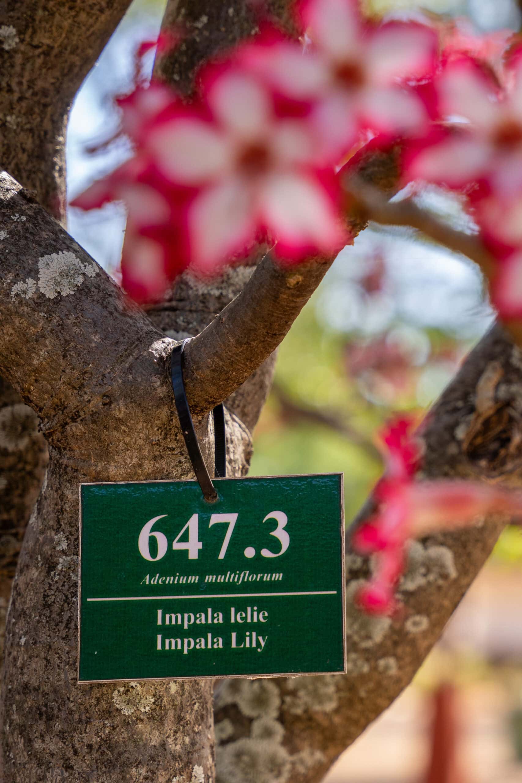 Shingwedzi Camp review Kruger: an Impala lily in camp
