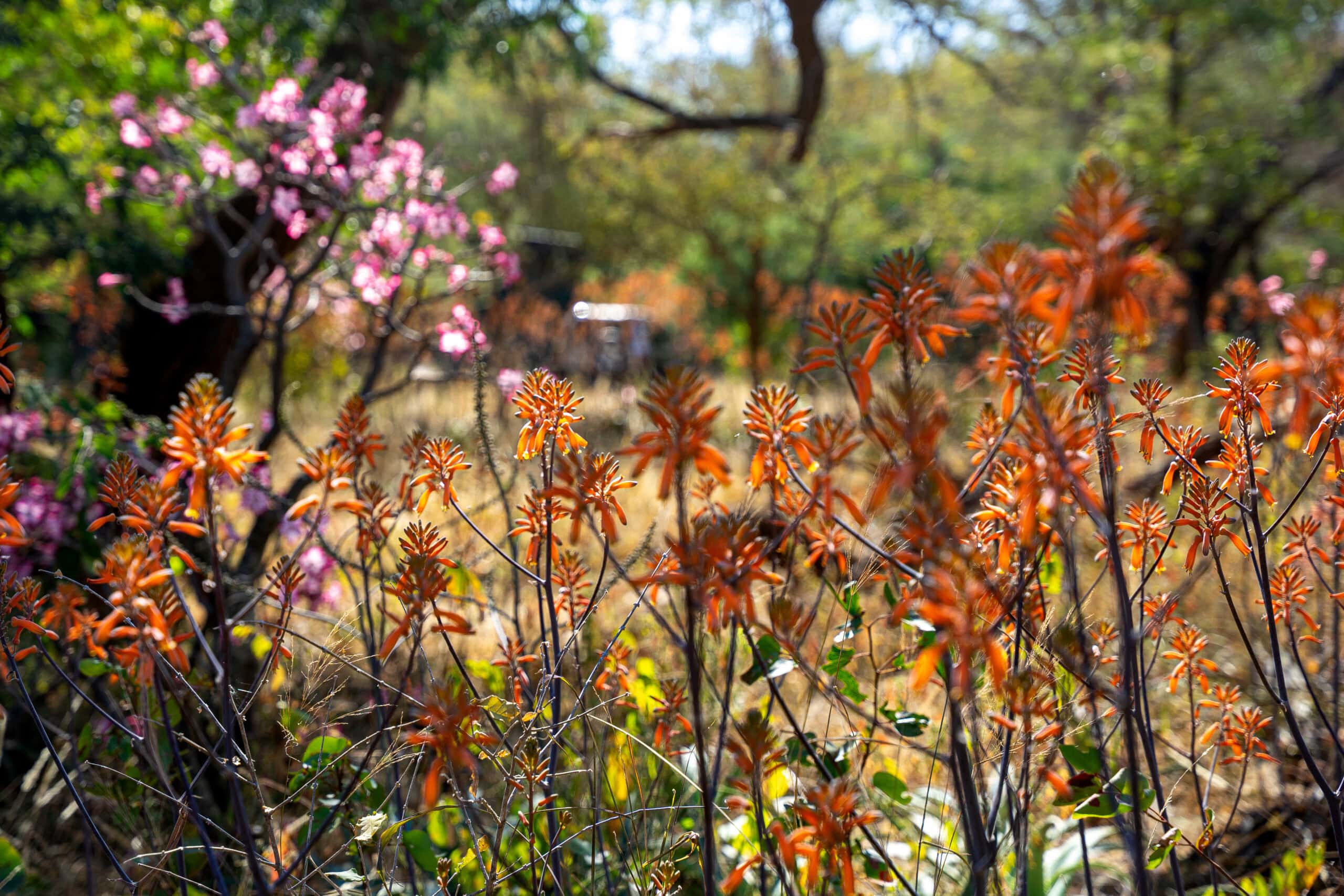 Shingwedzi Camp review Kruger