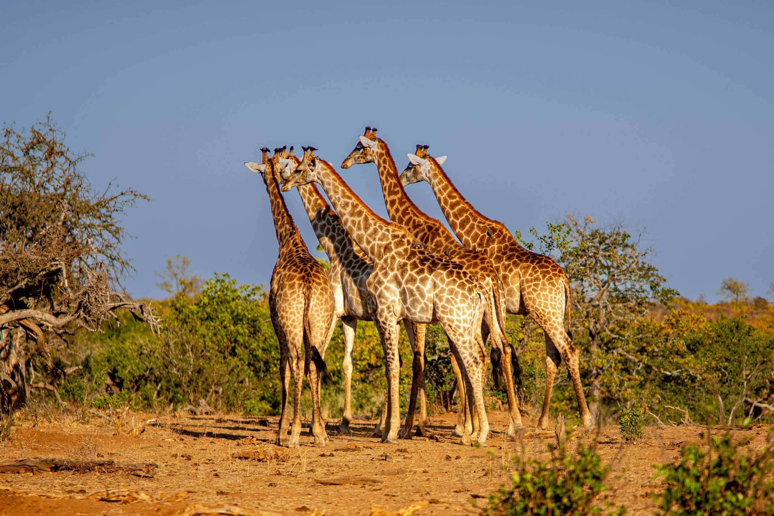 Shingwedzi game drives Kruger: 5 giraffes seen on a game drive near Shingwedzi