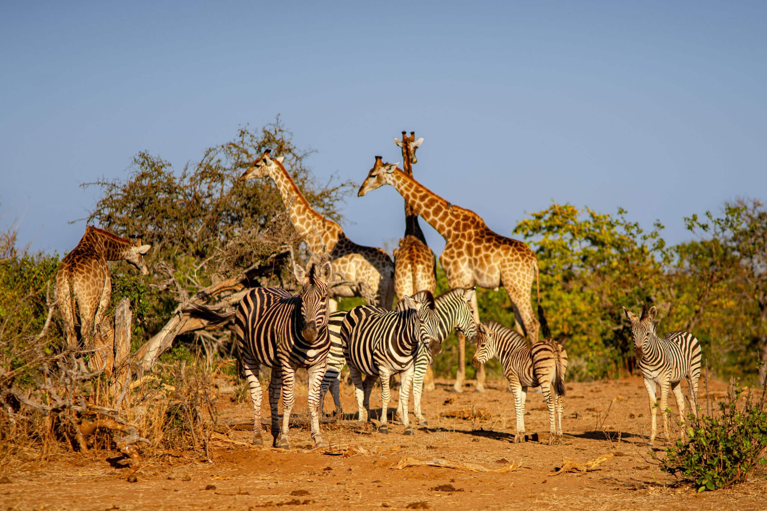 Giraffes and zebras on the Red Rocks Loop (S52)