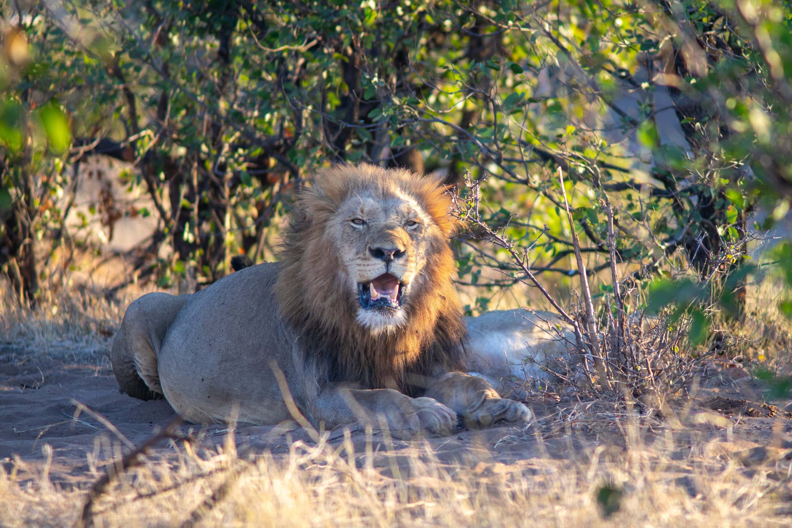 Male lion seen on the Mphongolo Loop Kruger (S56) north of Shingwedzi